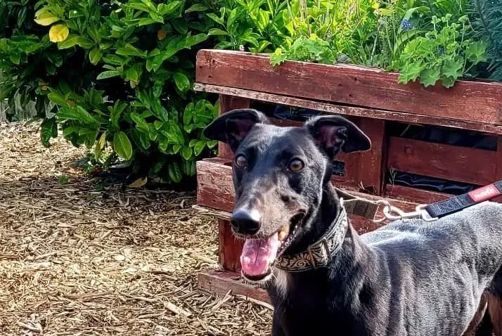 Bafta levriero adozione greyhound2 e1655118476653