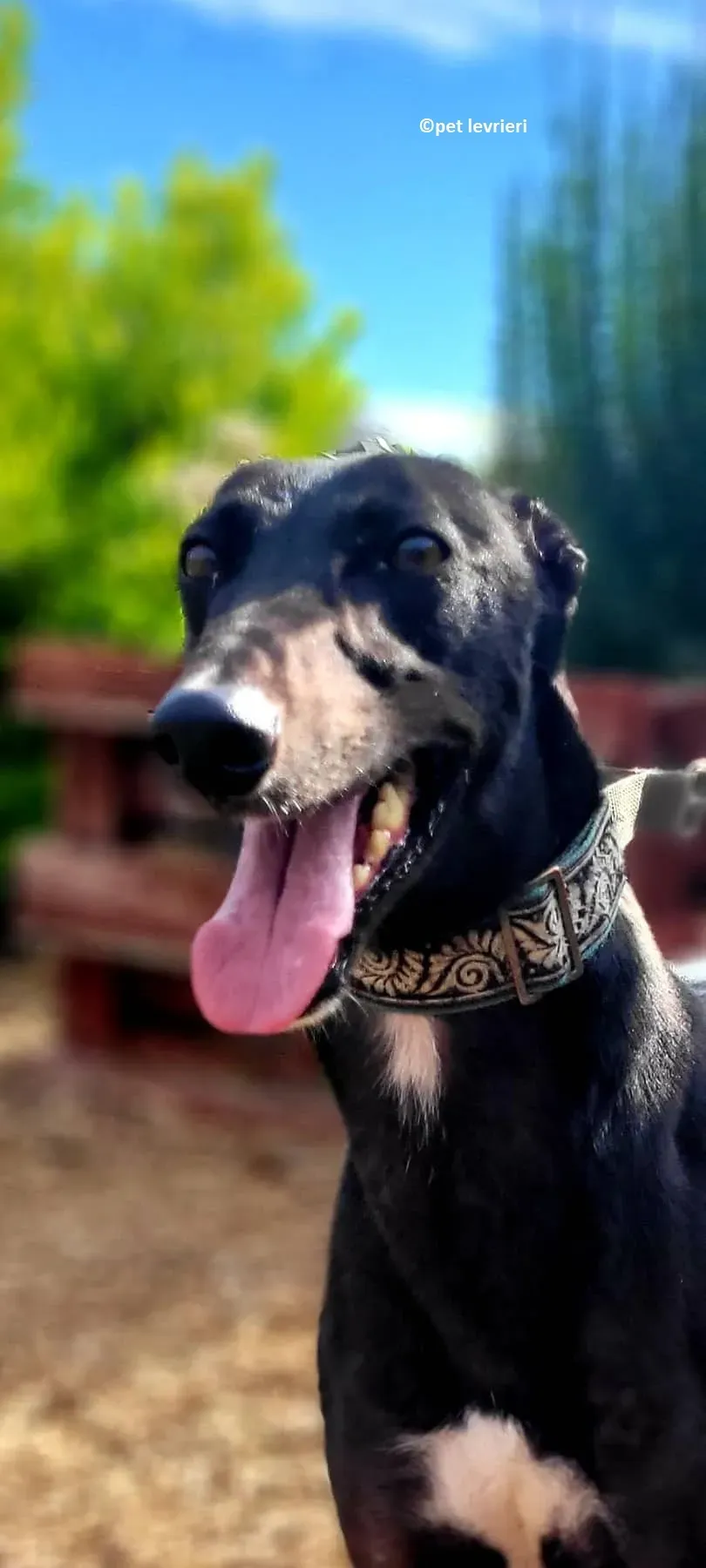 Bafta levriero adozione greyhound3