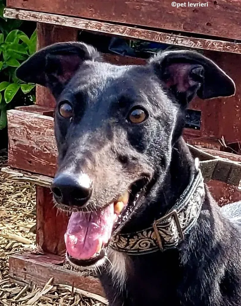 Bafta levriero adozione greyhound4 e1654323591272