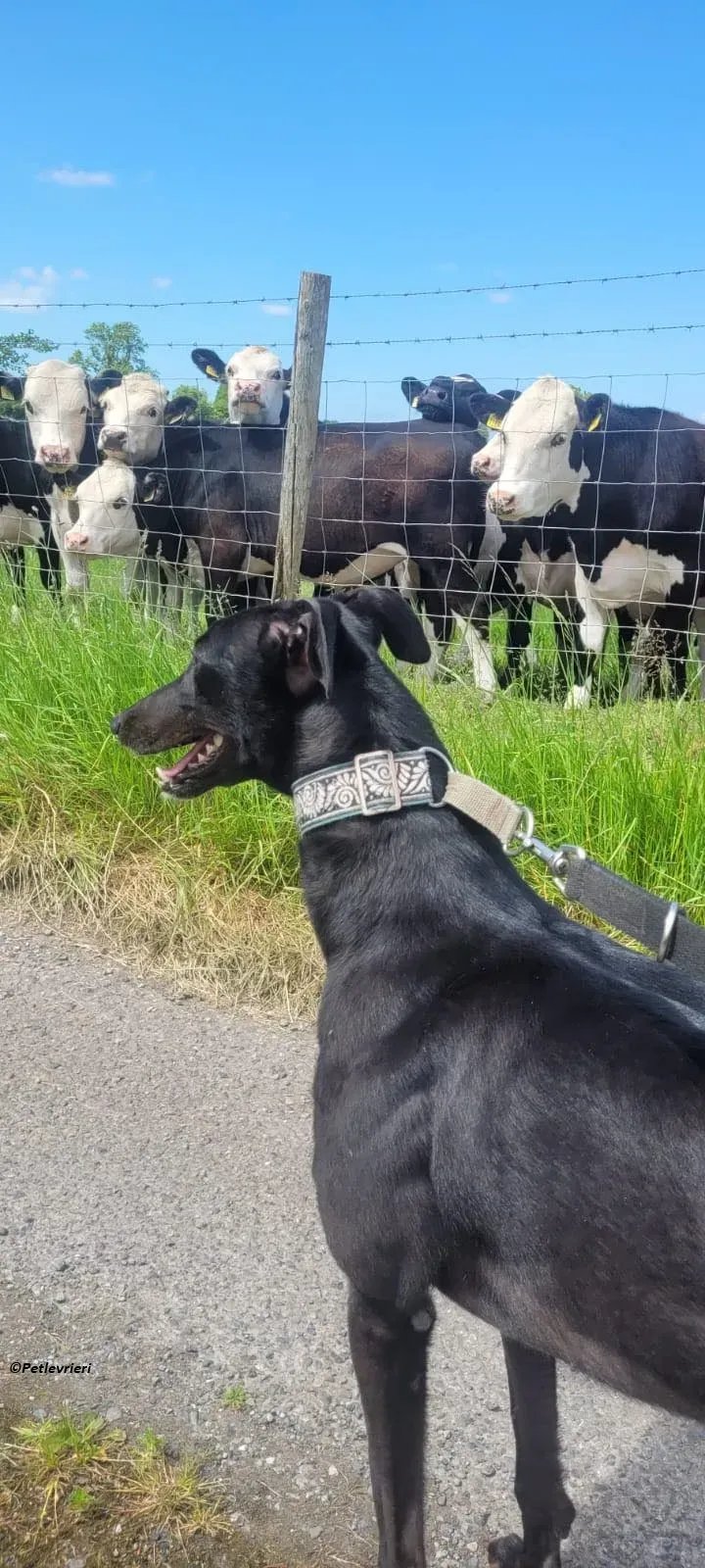 Bafta greyhound black adozione levriero 1