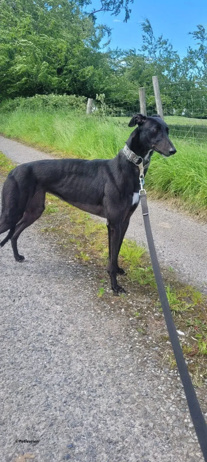 Bafta greyhound black adozione levriero 2