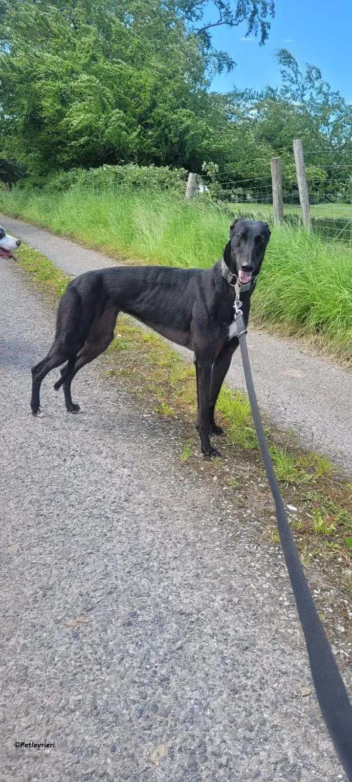 Bafta greyhound black adozione levriero 3