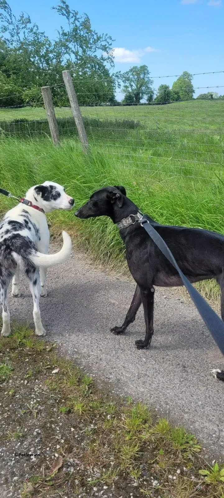 Bafta greyhound black adozione levriero 4