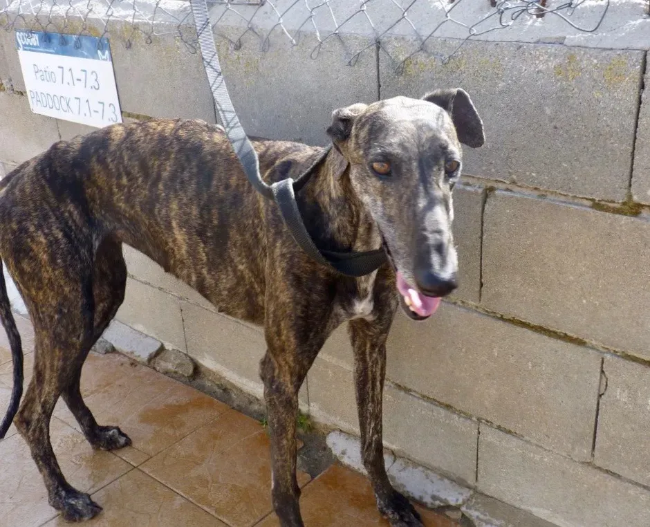 Baghira adozione levrieri galgo 1