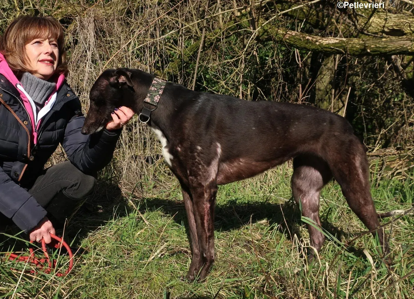Bahati adozione levrieri greyhound 1