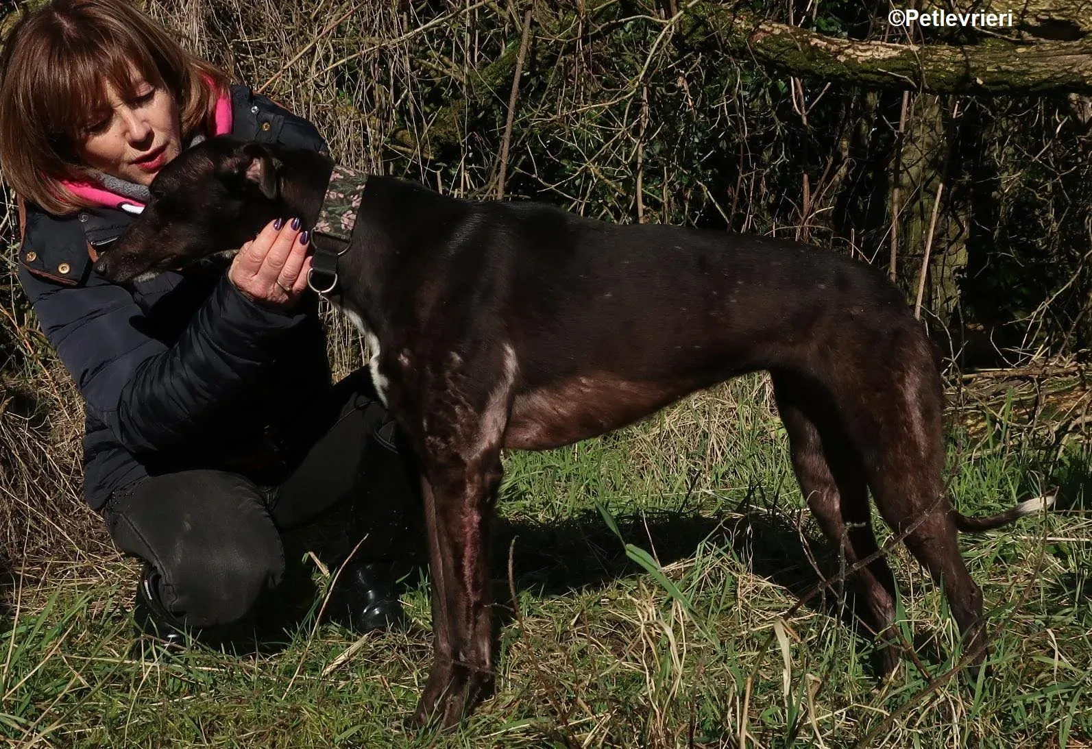 Bahati adozione levrieri greyhound 3