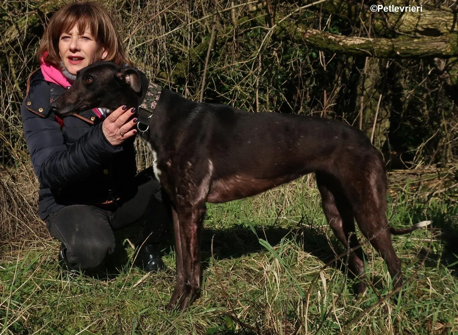 Bahati adozione levrieri greyhound 5