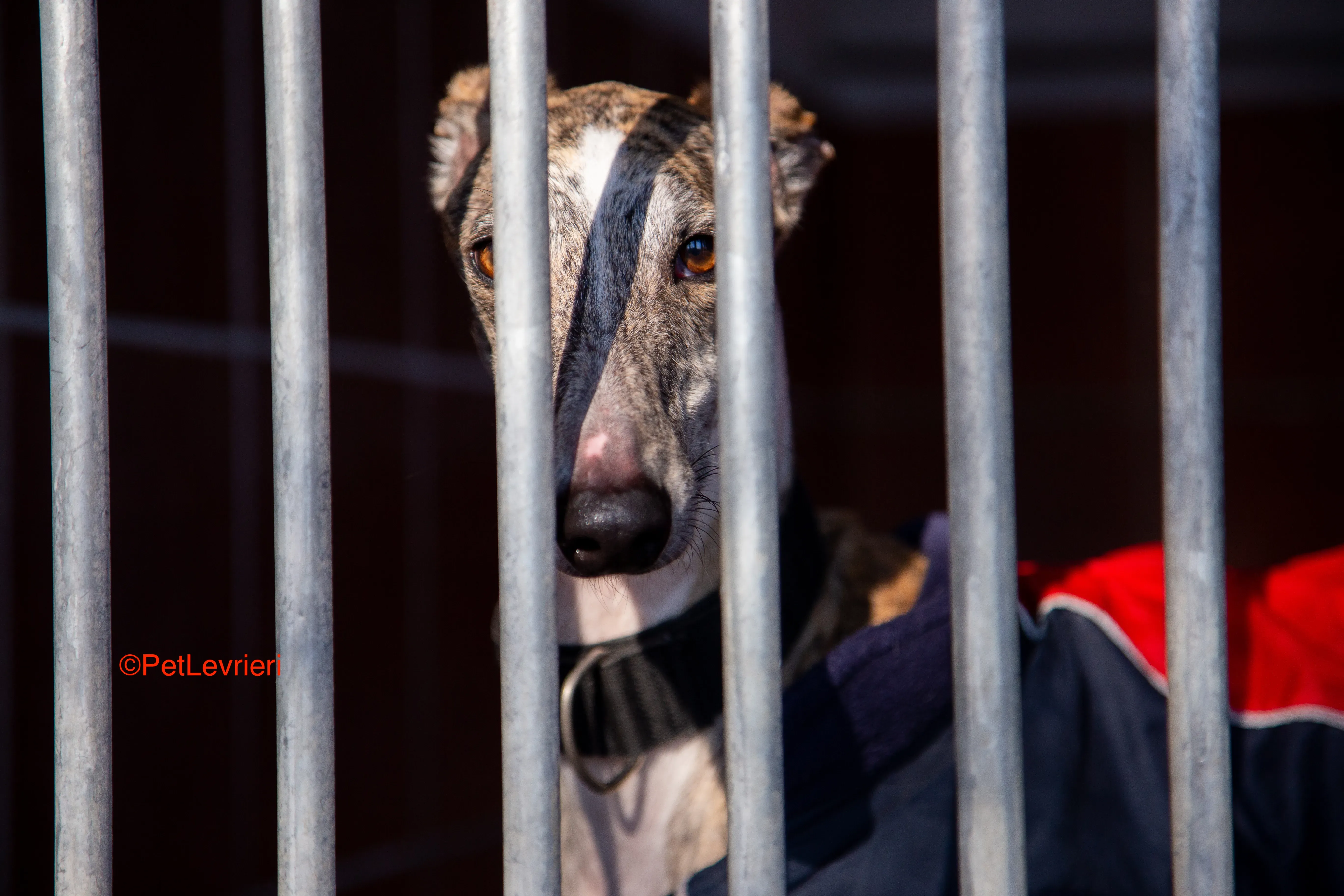 Baileys adozione levrieri galgo 1