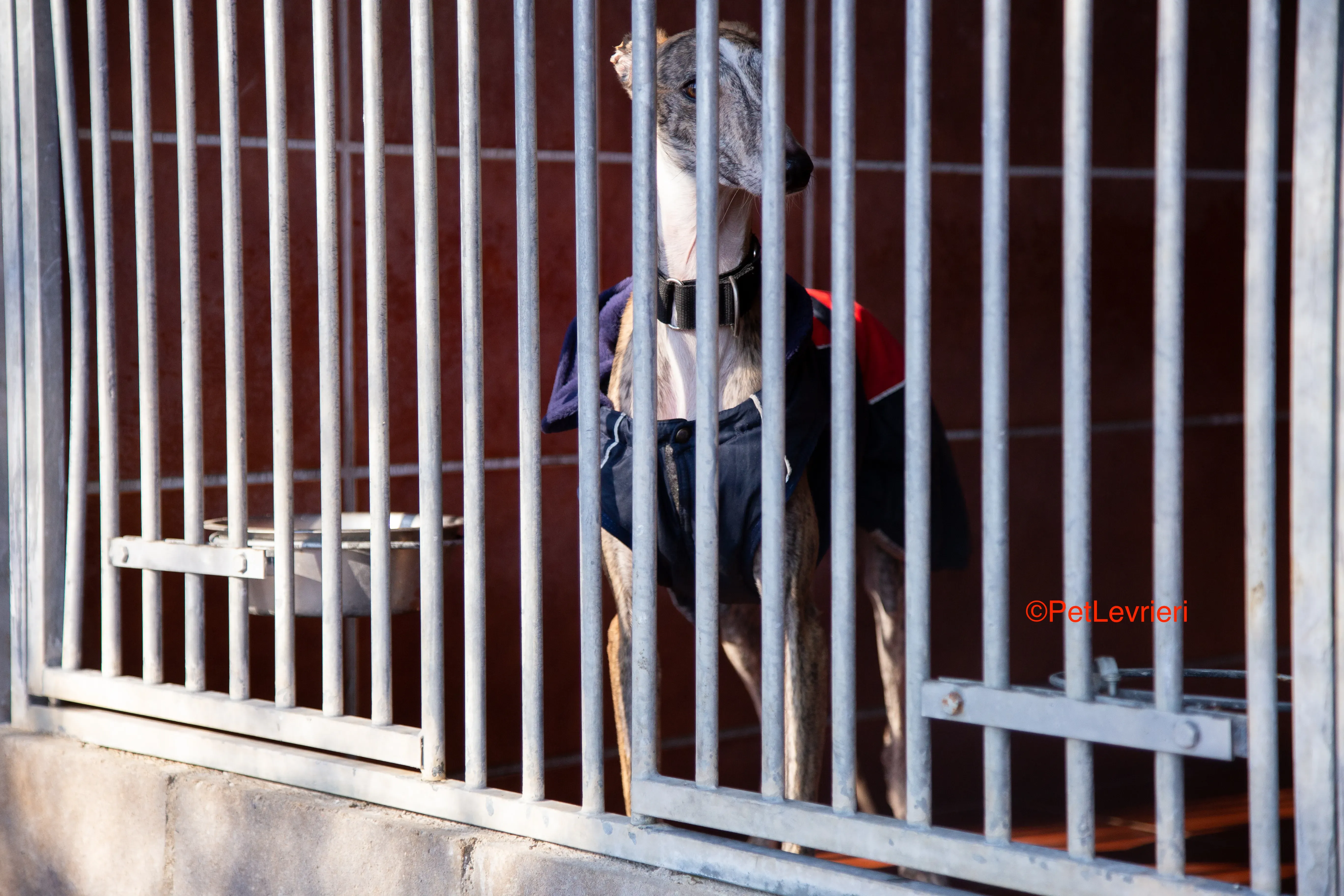 Baileys adozione levrieri galgo 10