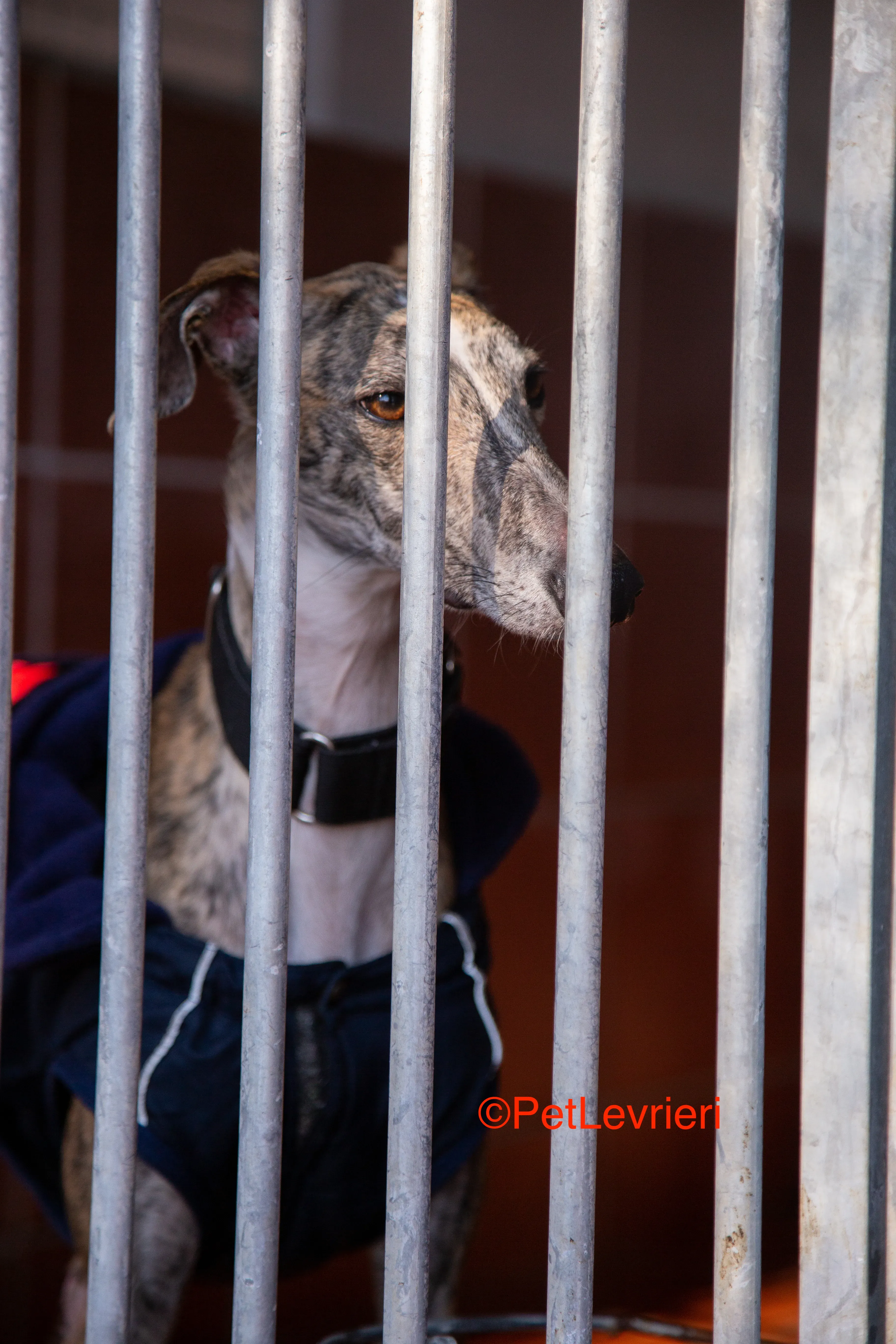 Baileys adozione levrieri galgo 12