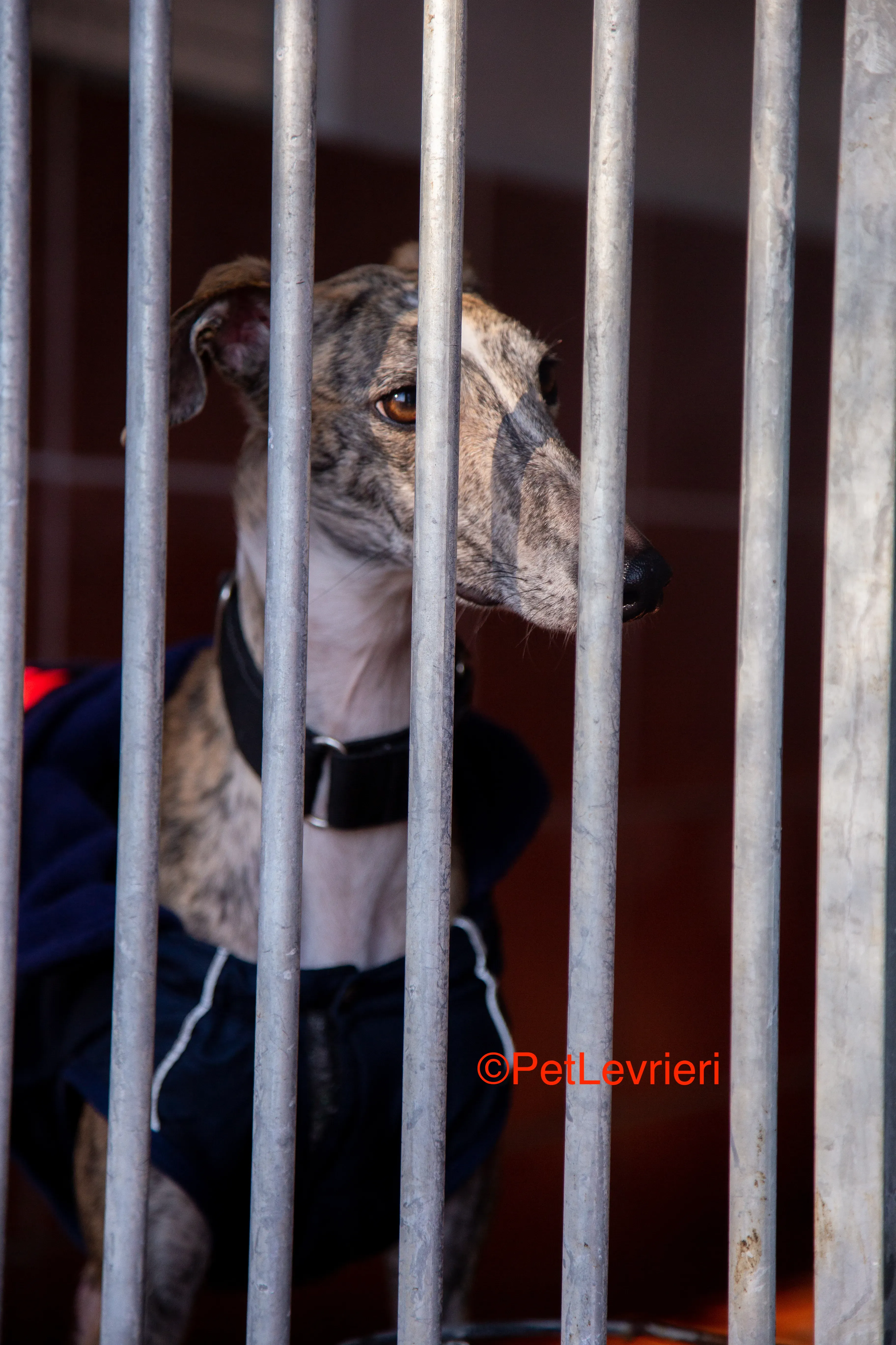 Baileys adozione levrieri galgo 13