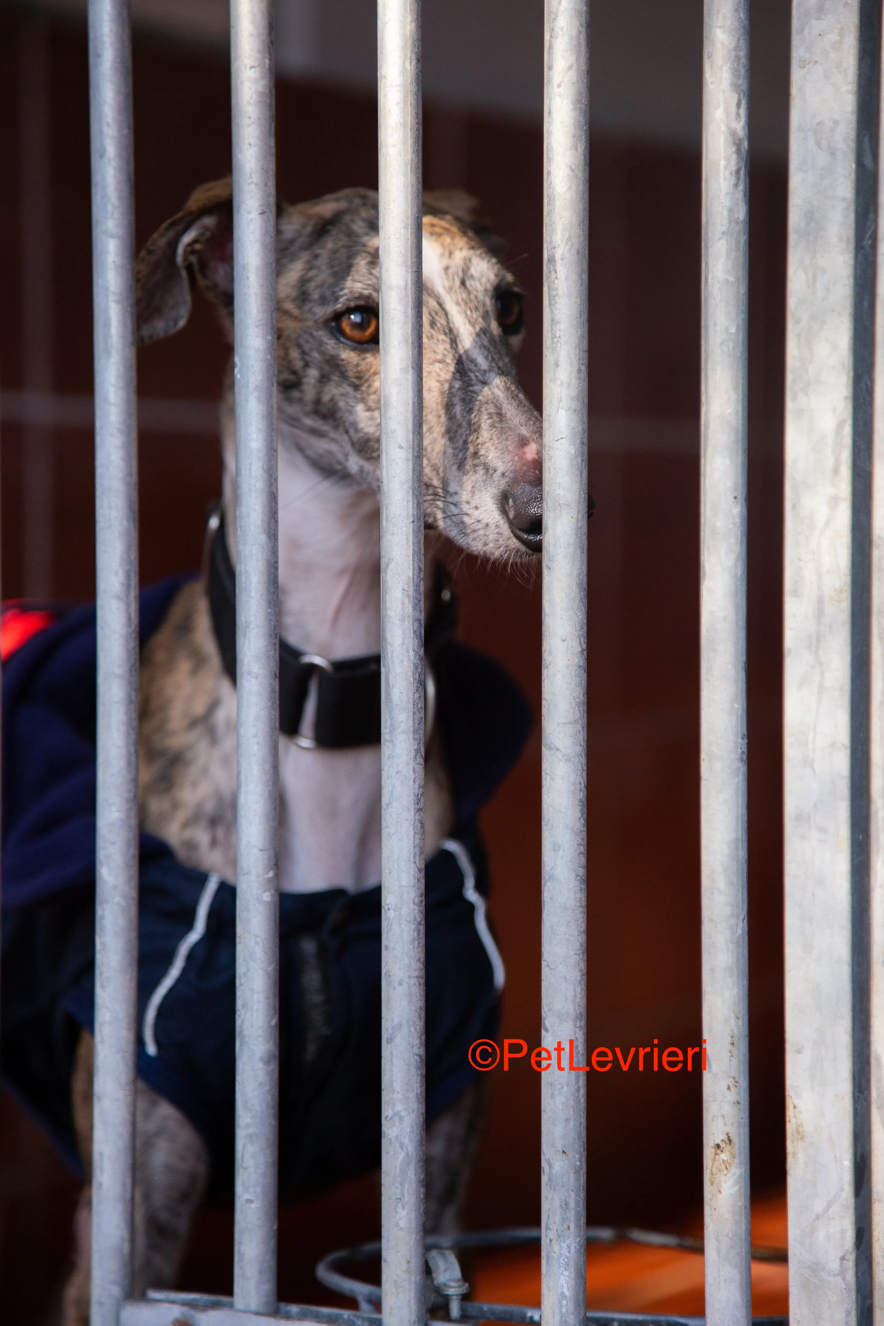 Baileys adozione levrieri galgo 14