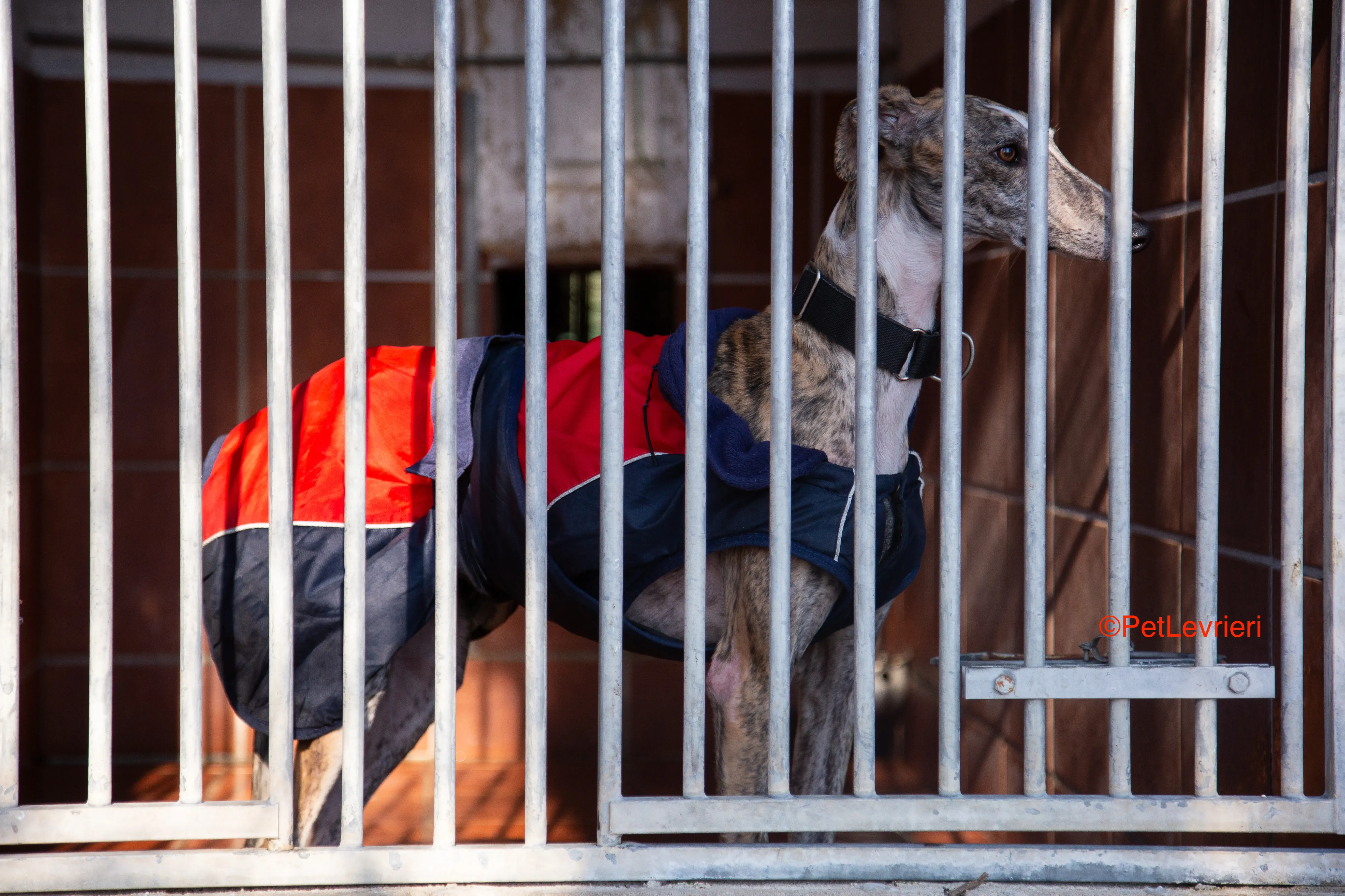 Baileys adozione levrieri galgo 15