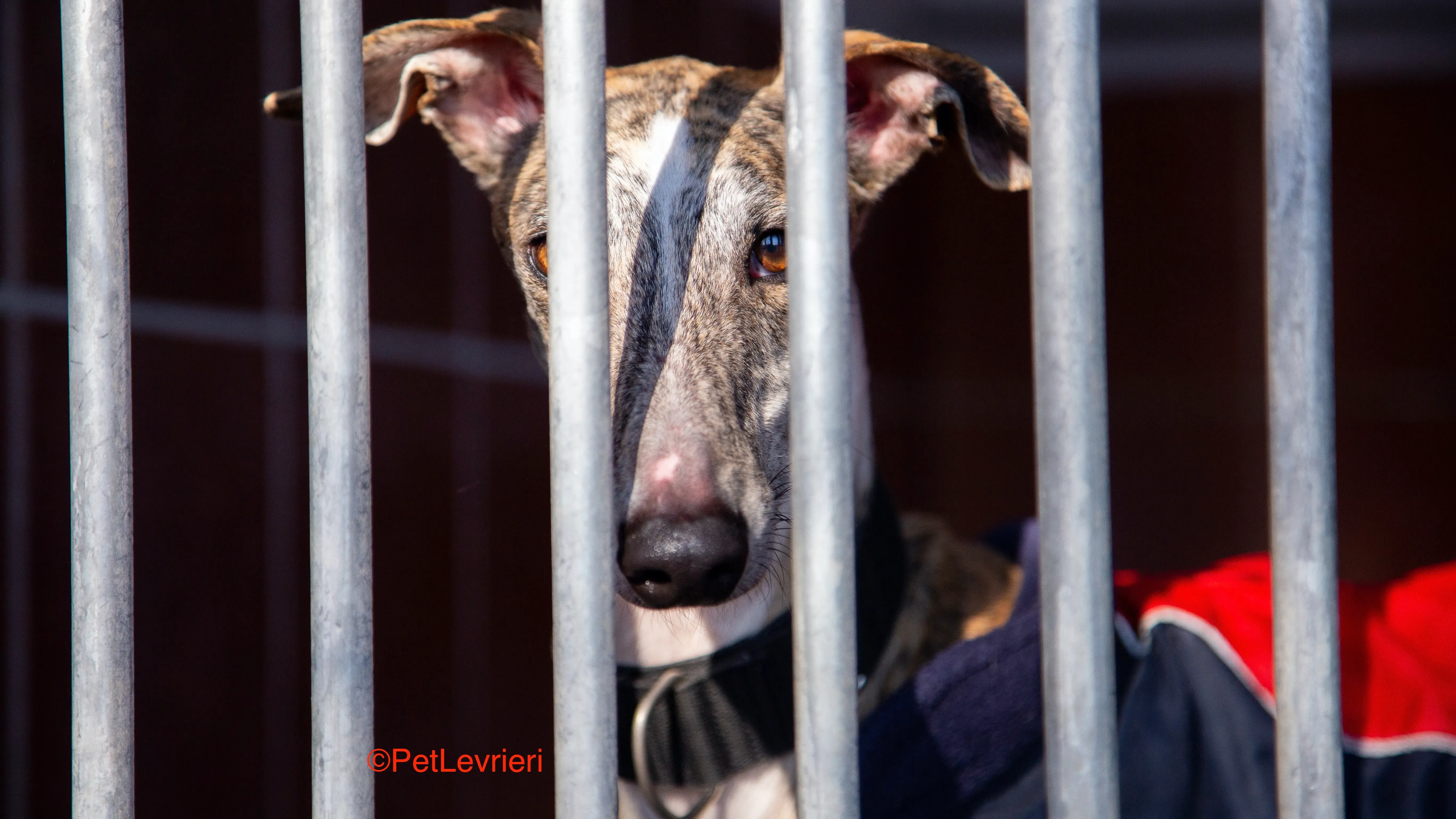 Baileys adozione levrieri galgo 2