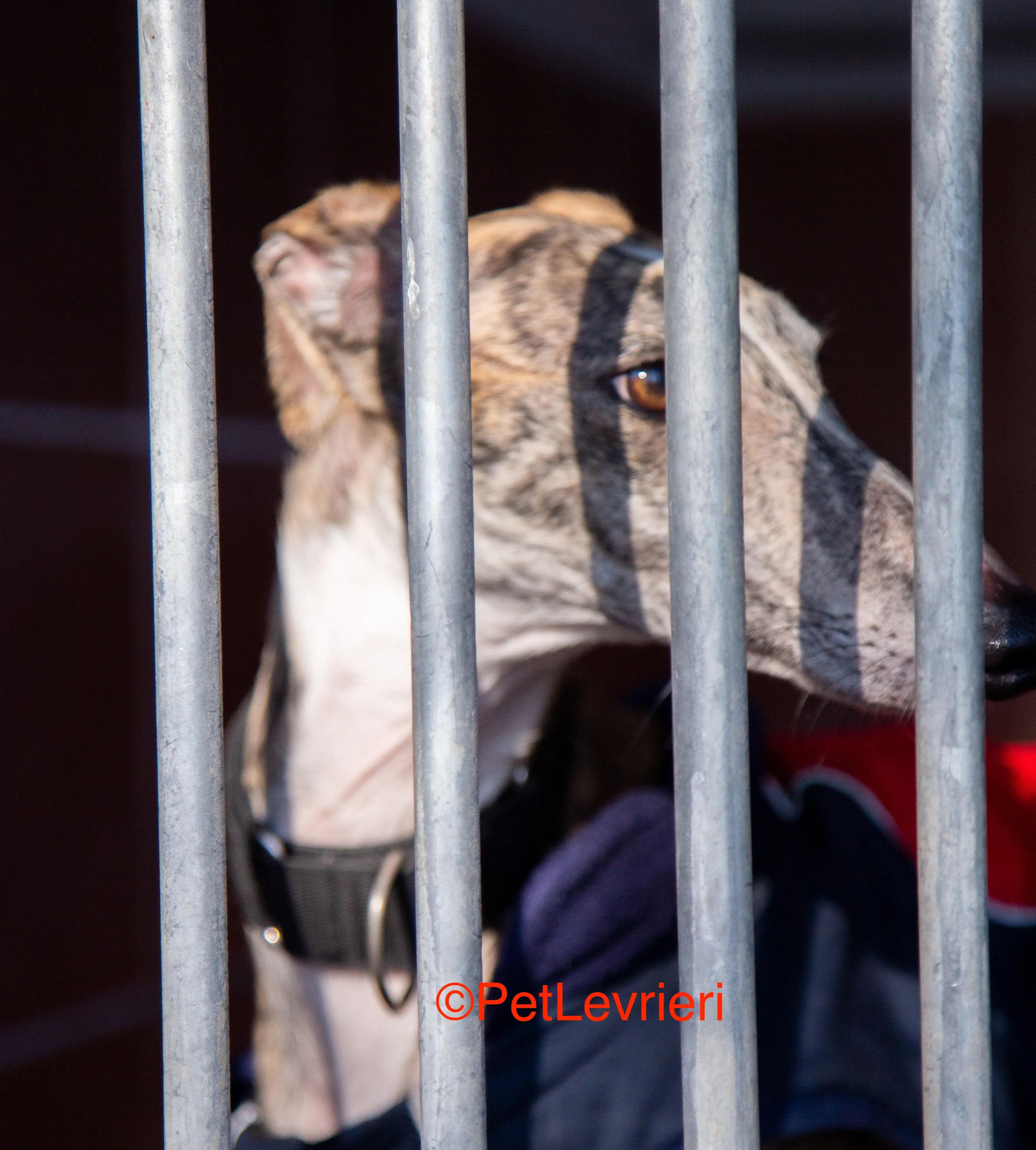 Baileys adozione levrieri galgo 3