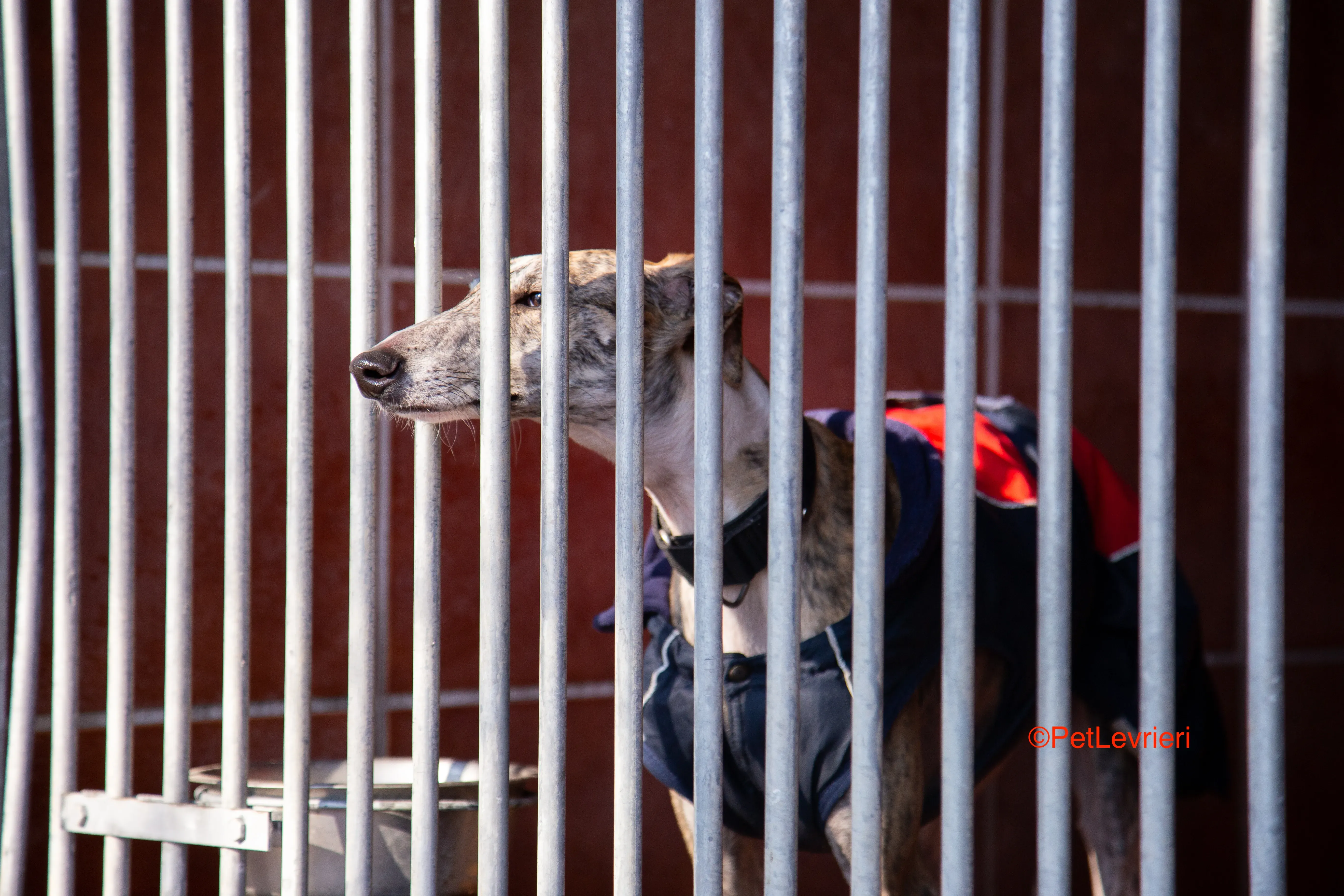 Baileys adozione levrieri galgo 4