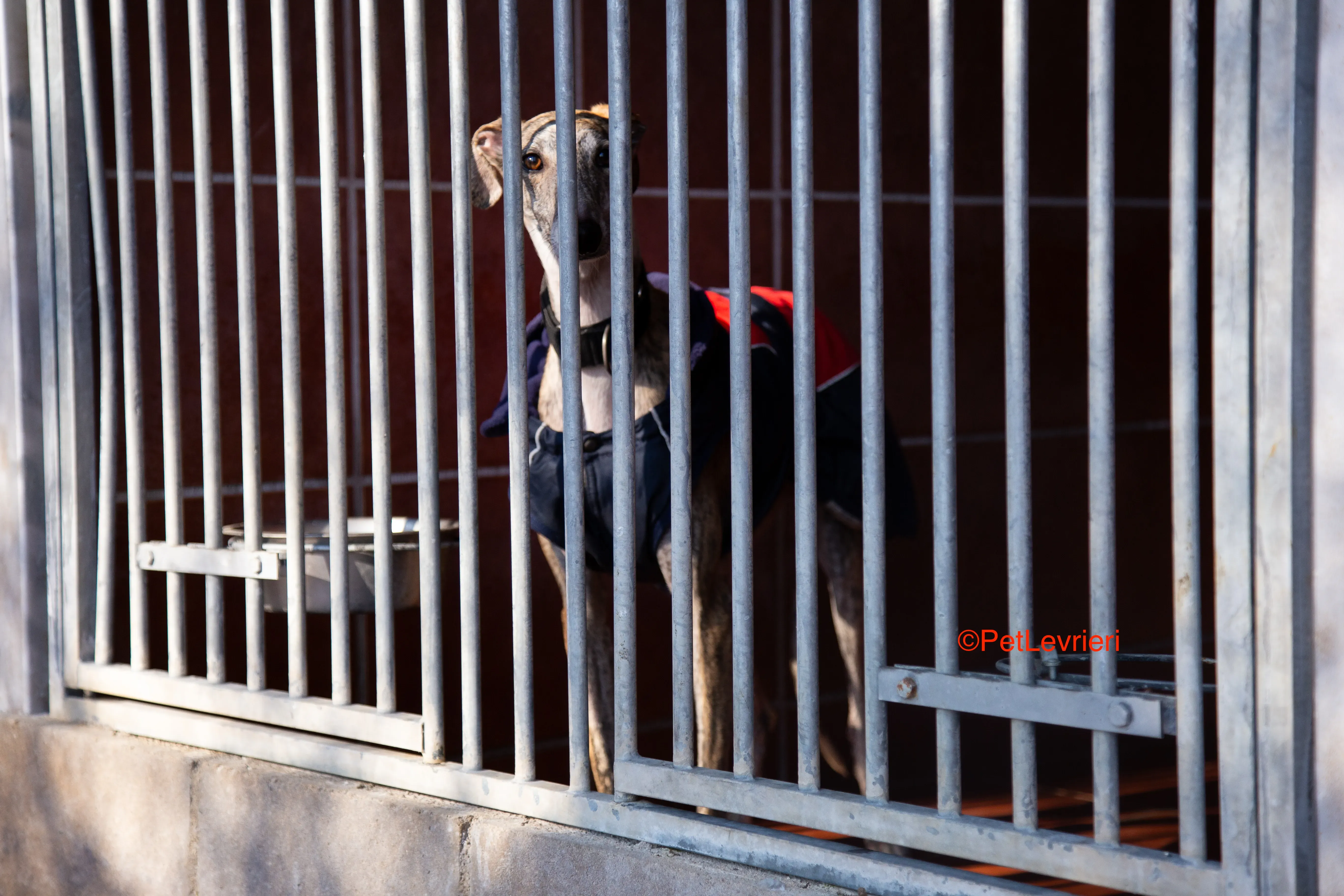 Baileys adozione levrieri galgo 5