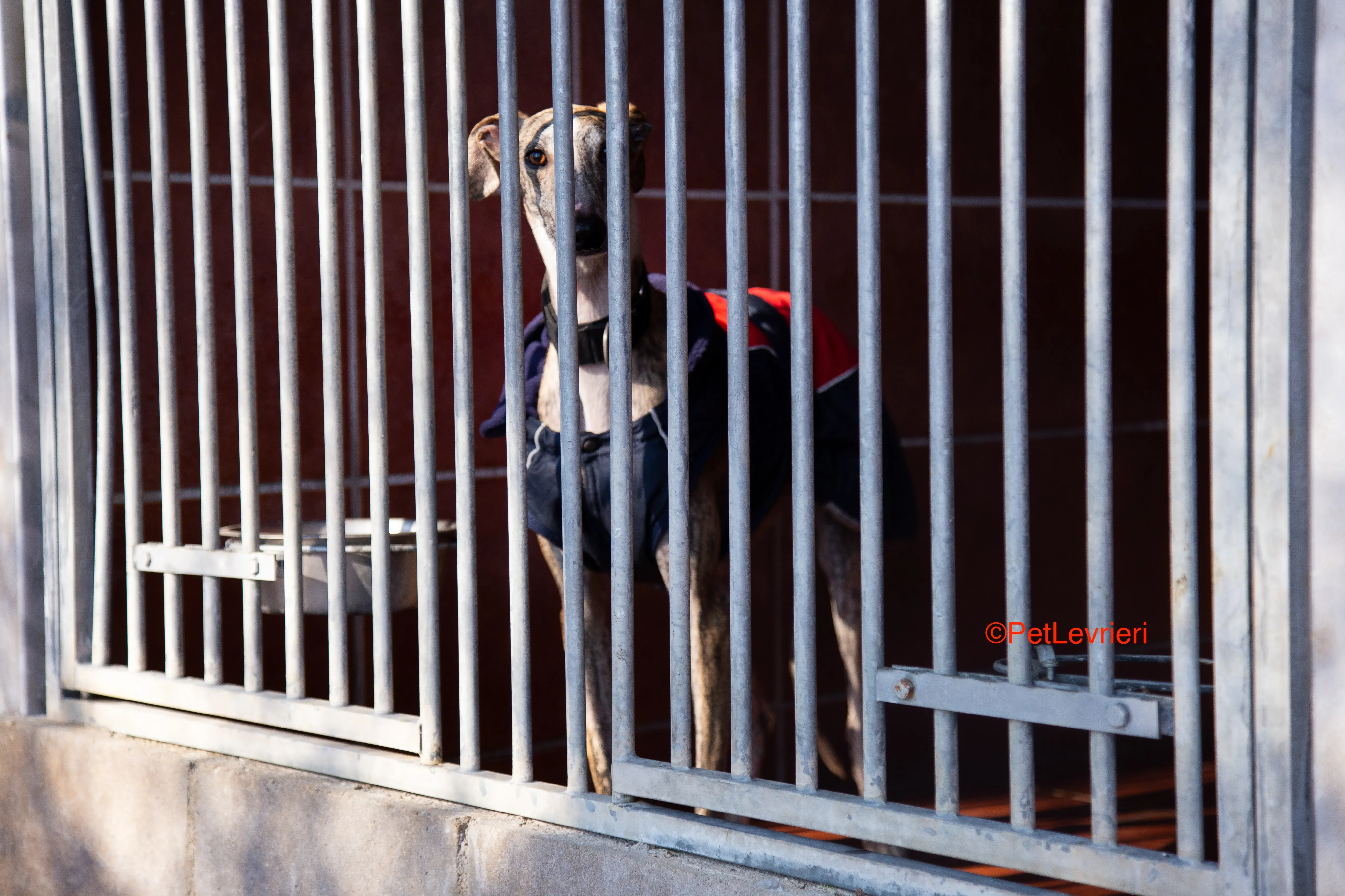 Baileys adozione levrieri galgo 6