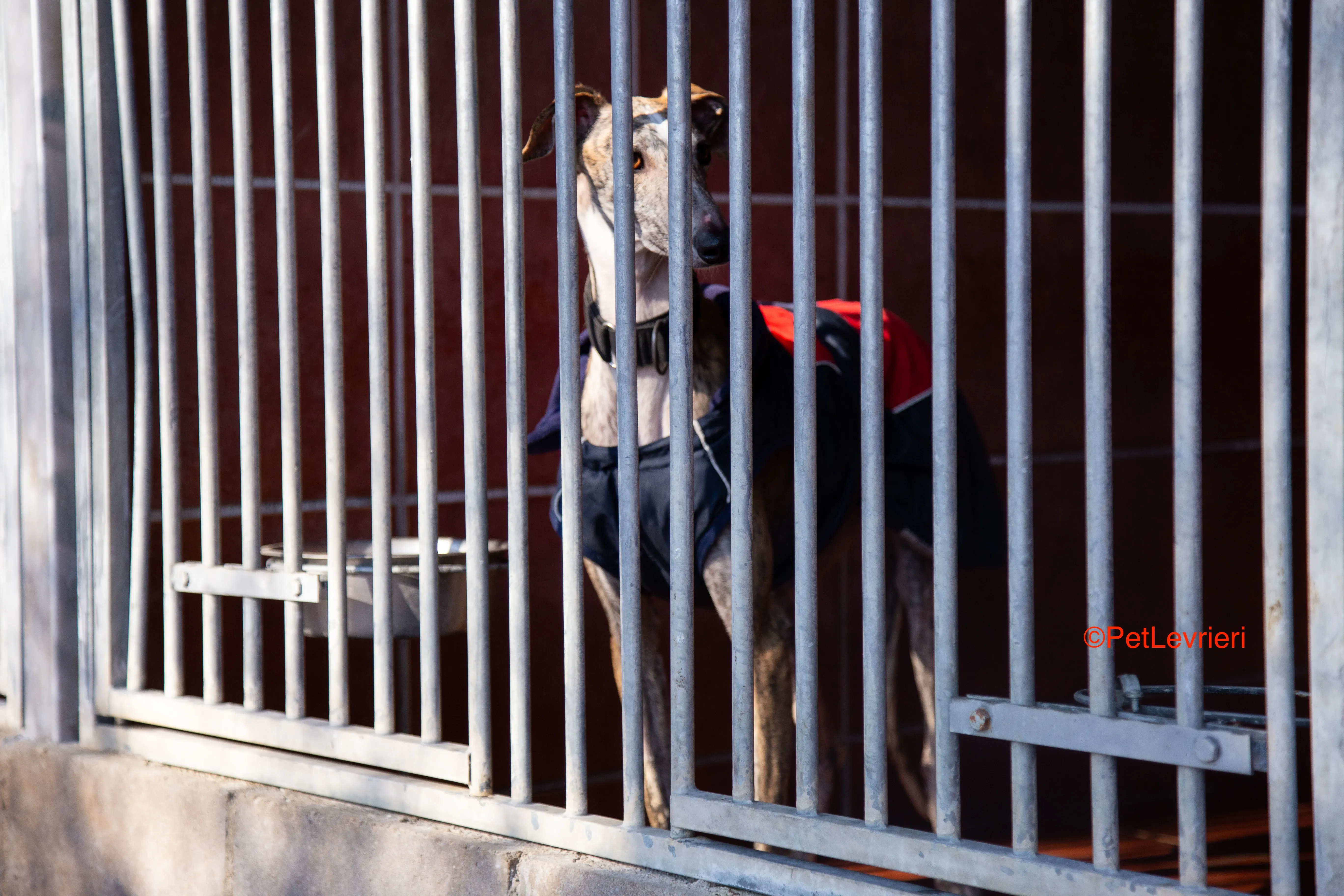 Baileys adozione levrieri galgo 7