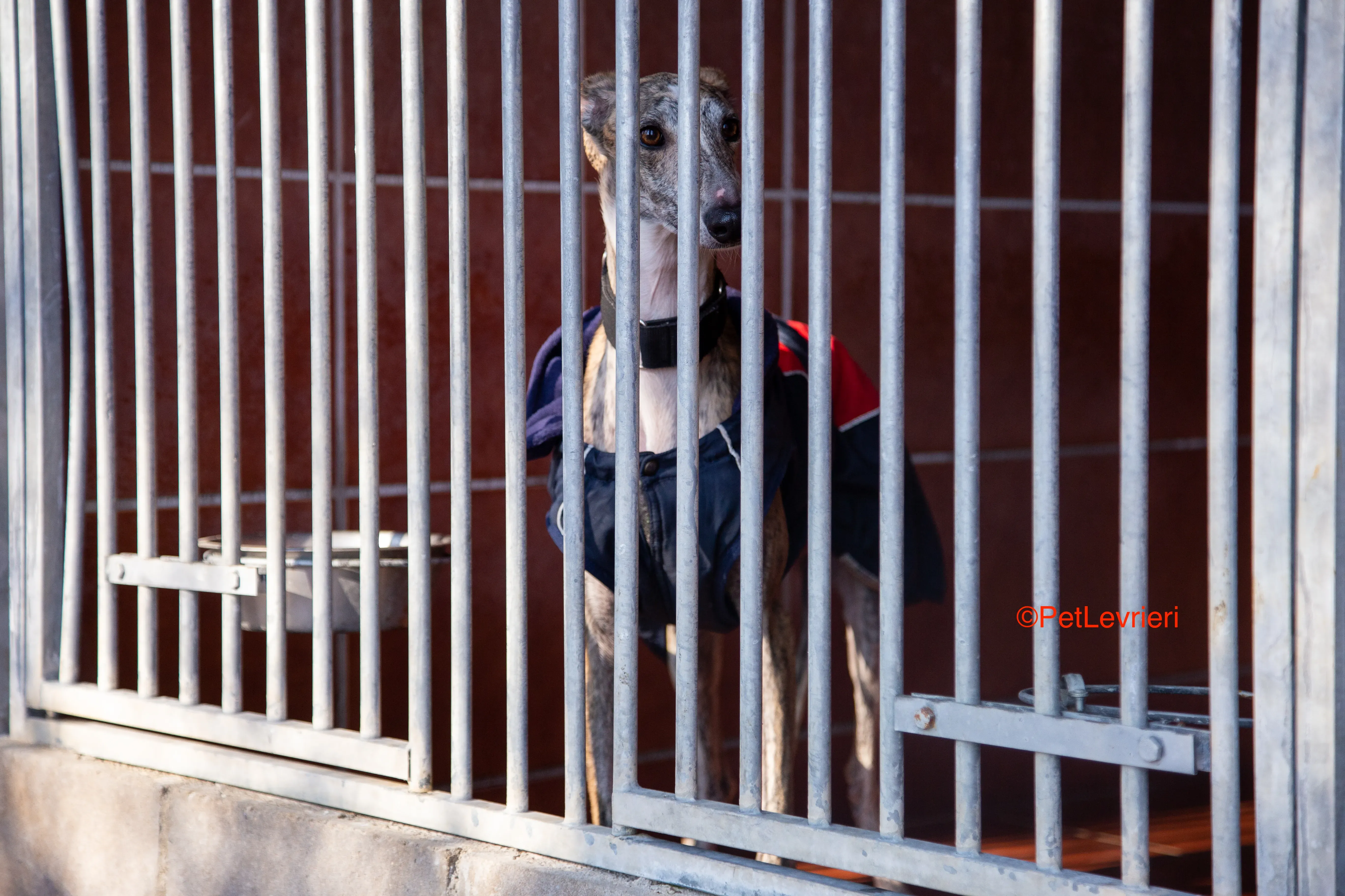 Baileys adozione levrieri galgo 9