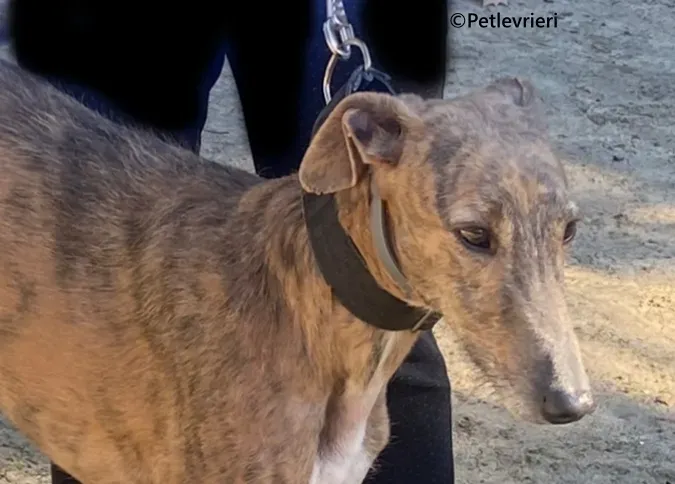 Baku galgo adozione pet levrieri onlus 0