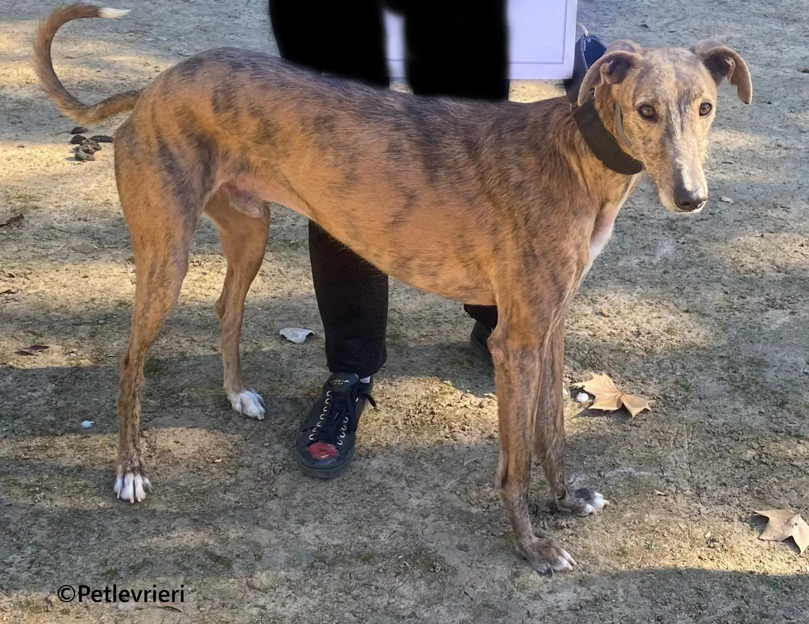 Baku galgo adozione pet levrieri onlus 2