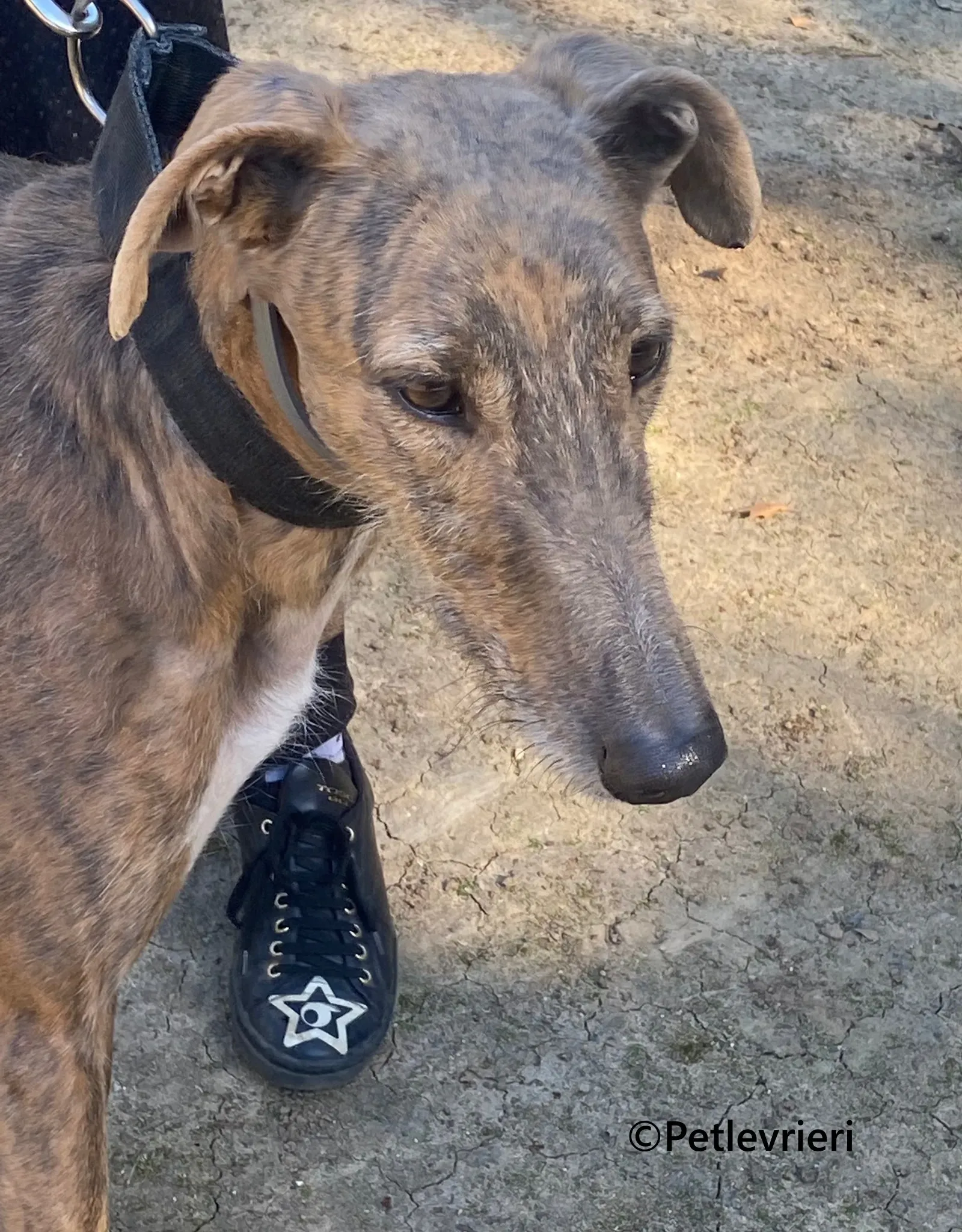 Baku galgo adozione pet levrieri onlus 3