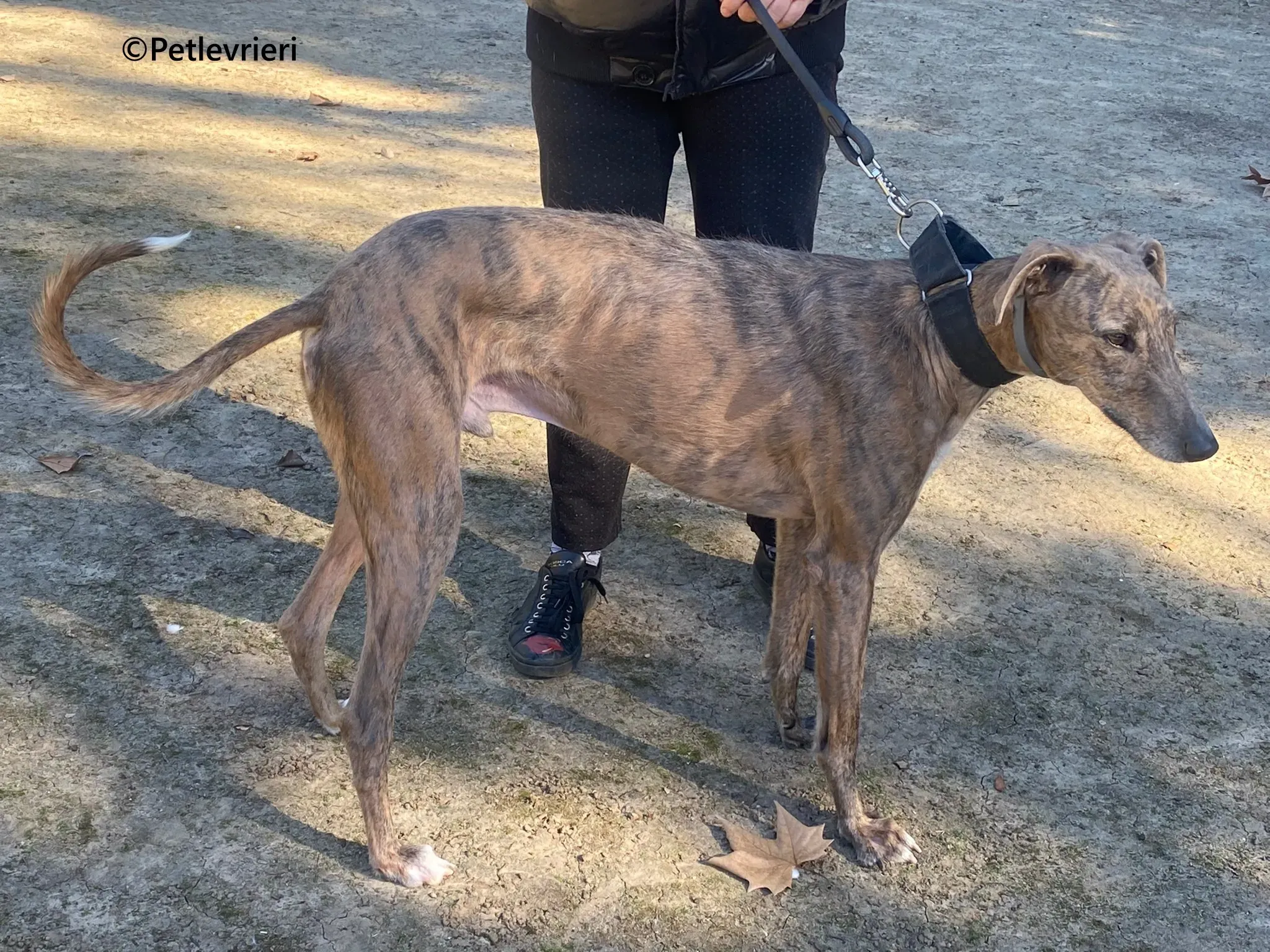 Baku galgo adozione pet levrieri onlus 4