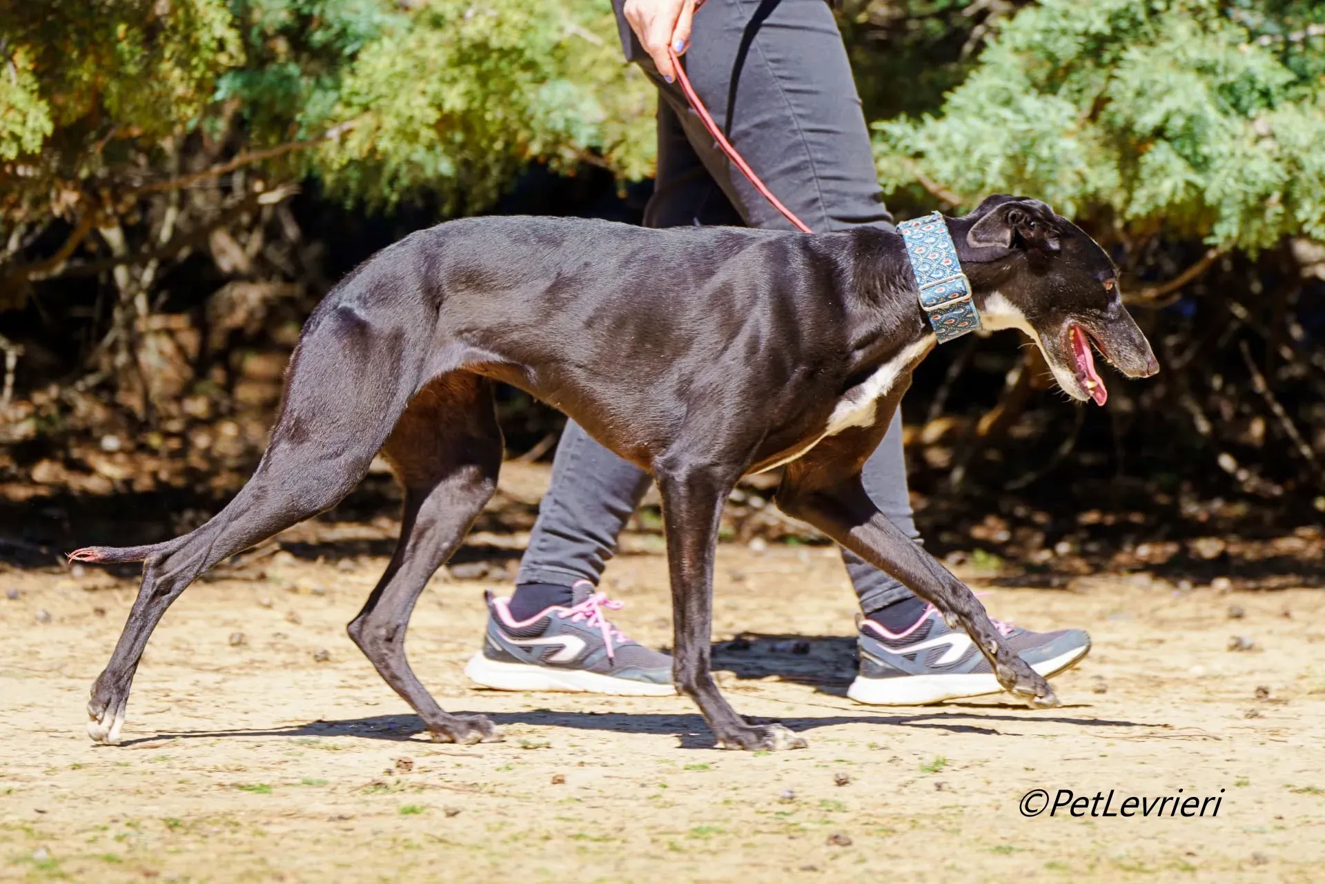 Bamba galgo adozione pet levrieri onlus 1