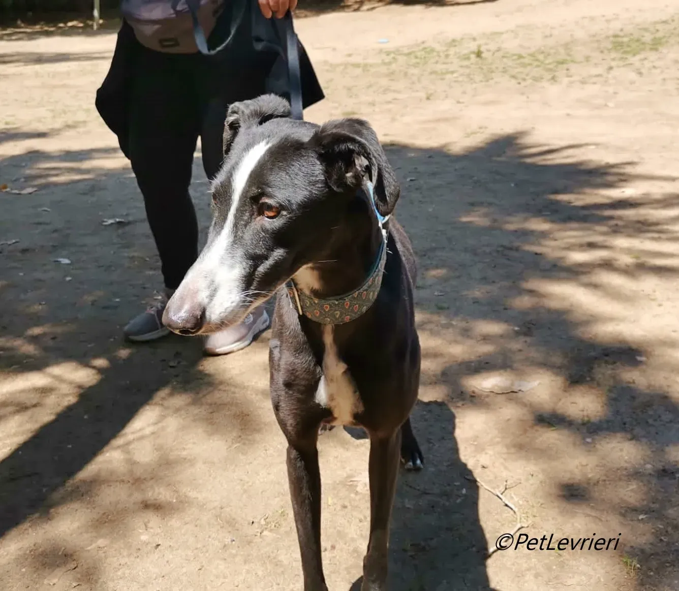 Bamba galgo adozione pet levrieri onlus 10