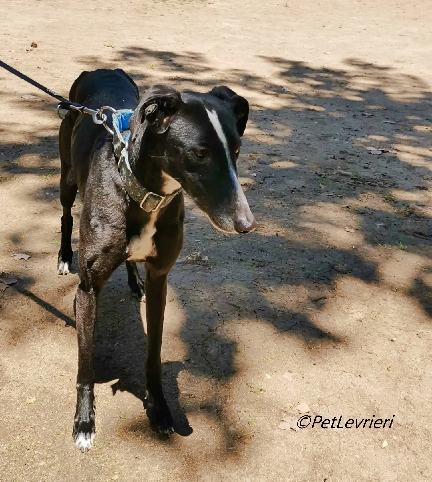 Bamba galgo adozione pet levrieri onlus 11