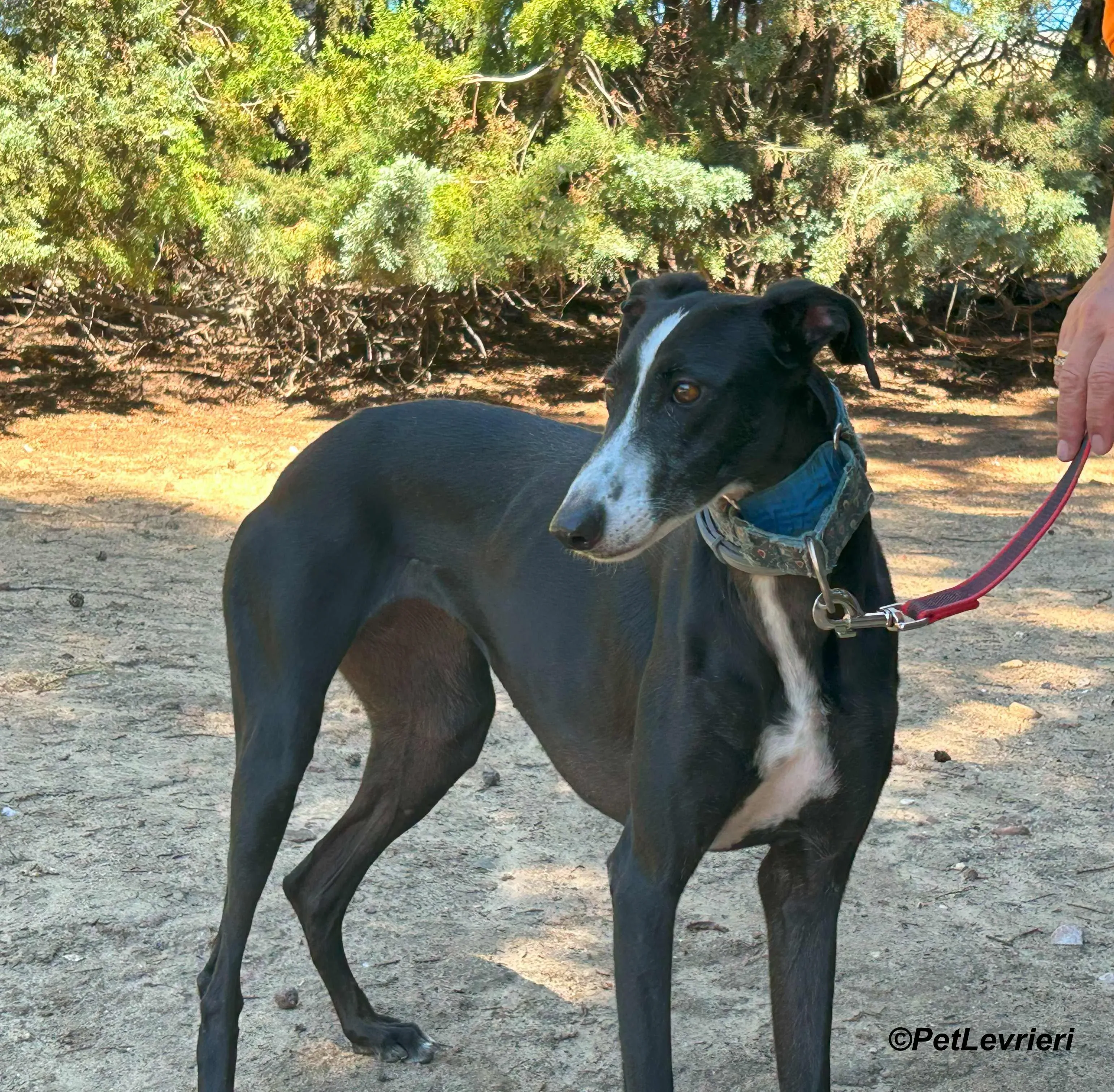 Bamba galgo adozione pet levrieri onlus 12