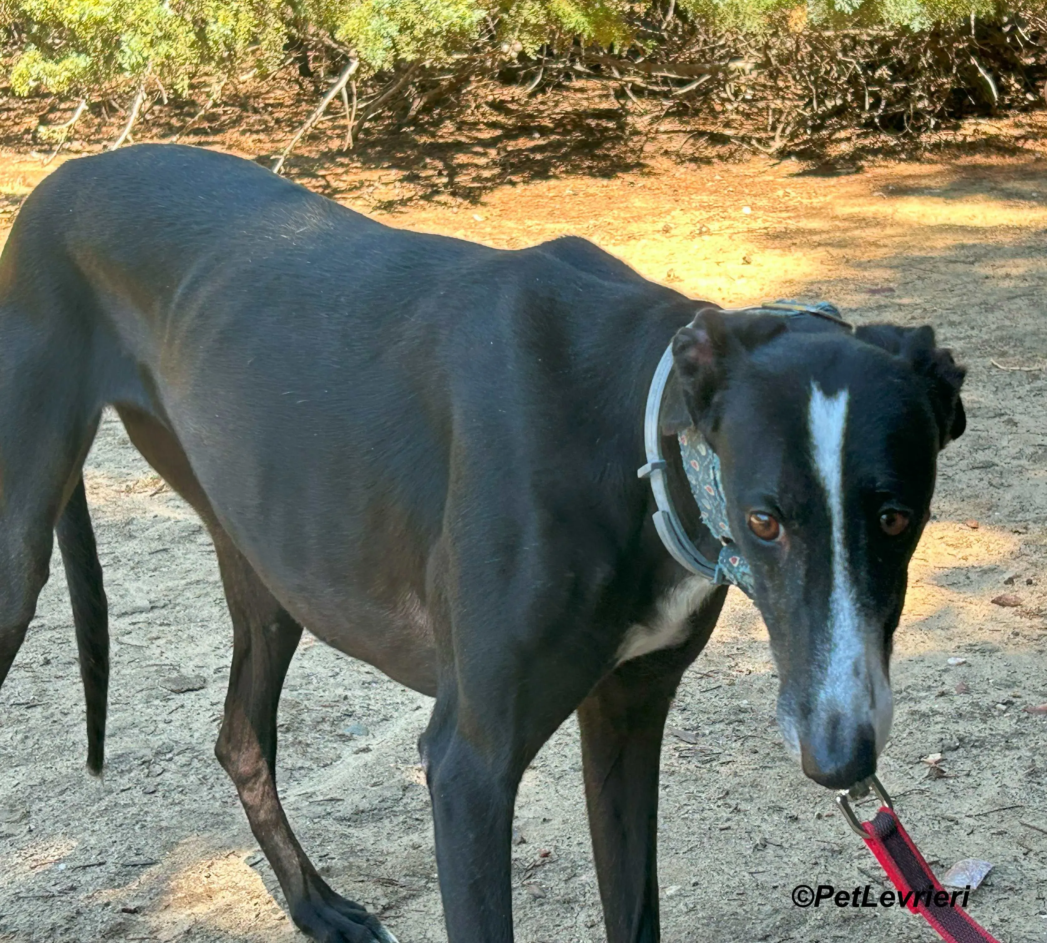 Bamba galgo adozione pet levrieri onlus 13