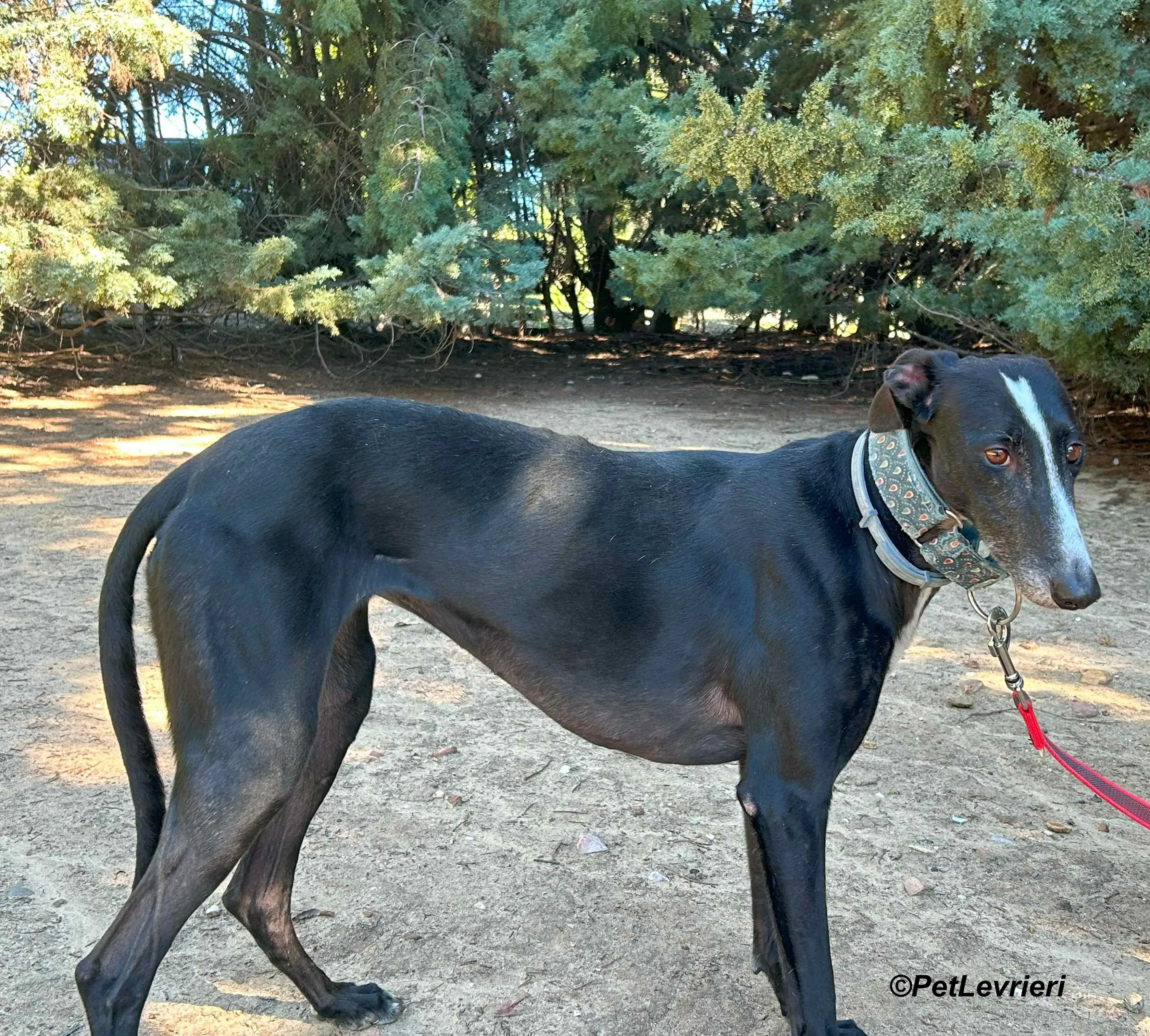 Bamba galgo adozione pet levrieri onlus 14