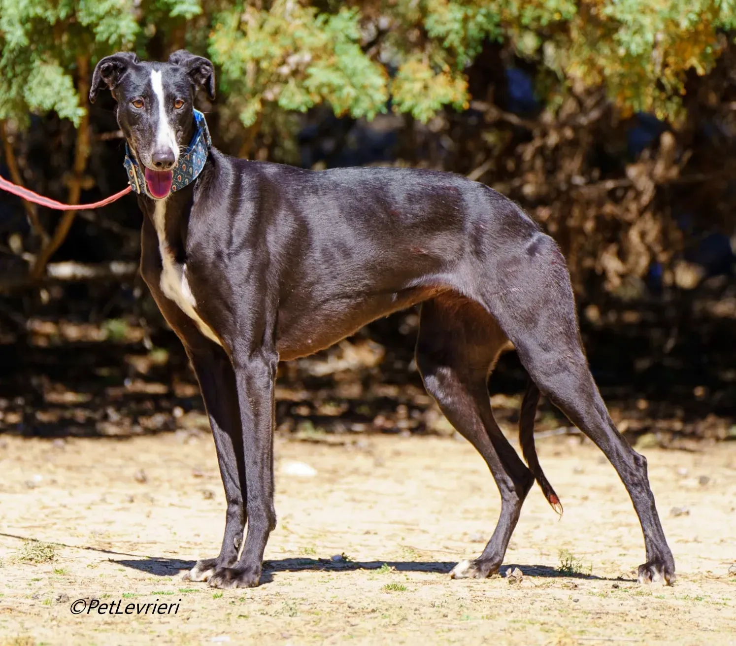Bamba galgo adozione pet levrieri onlus 2