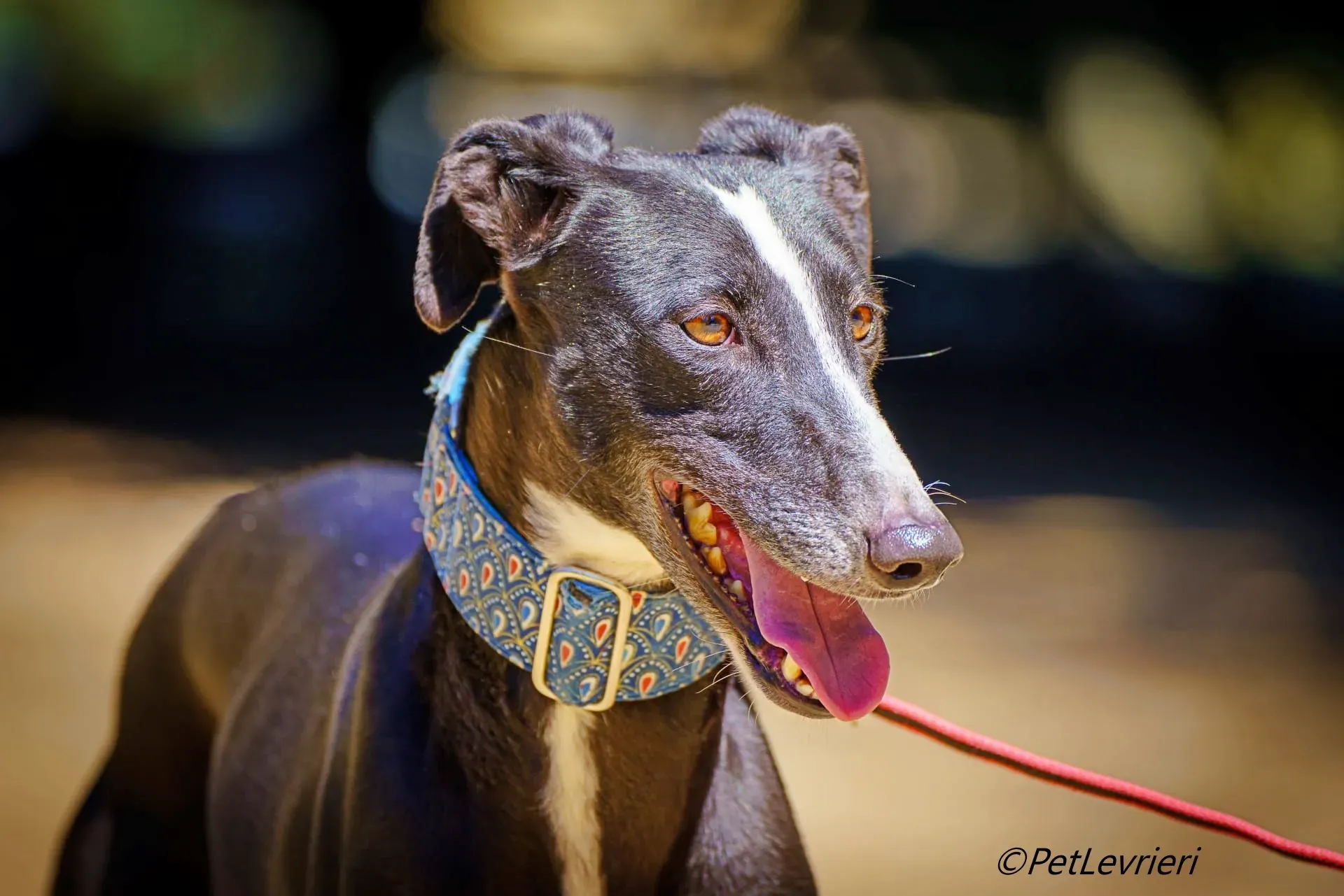 Bamba galgo adozione pet levrieri onlus 3