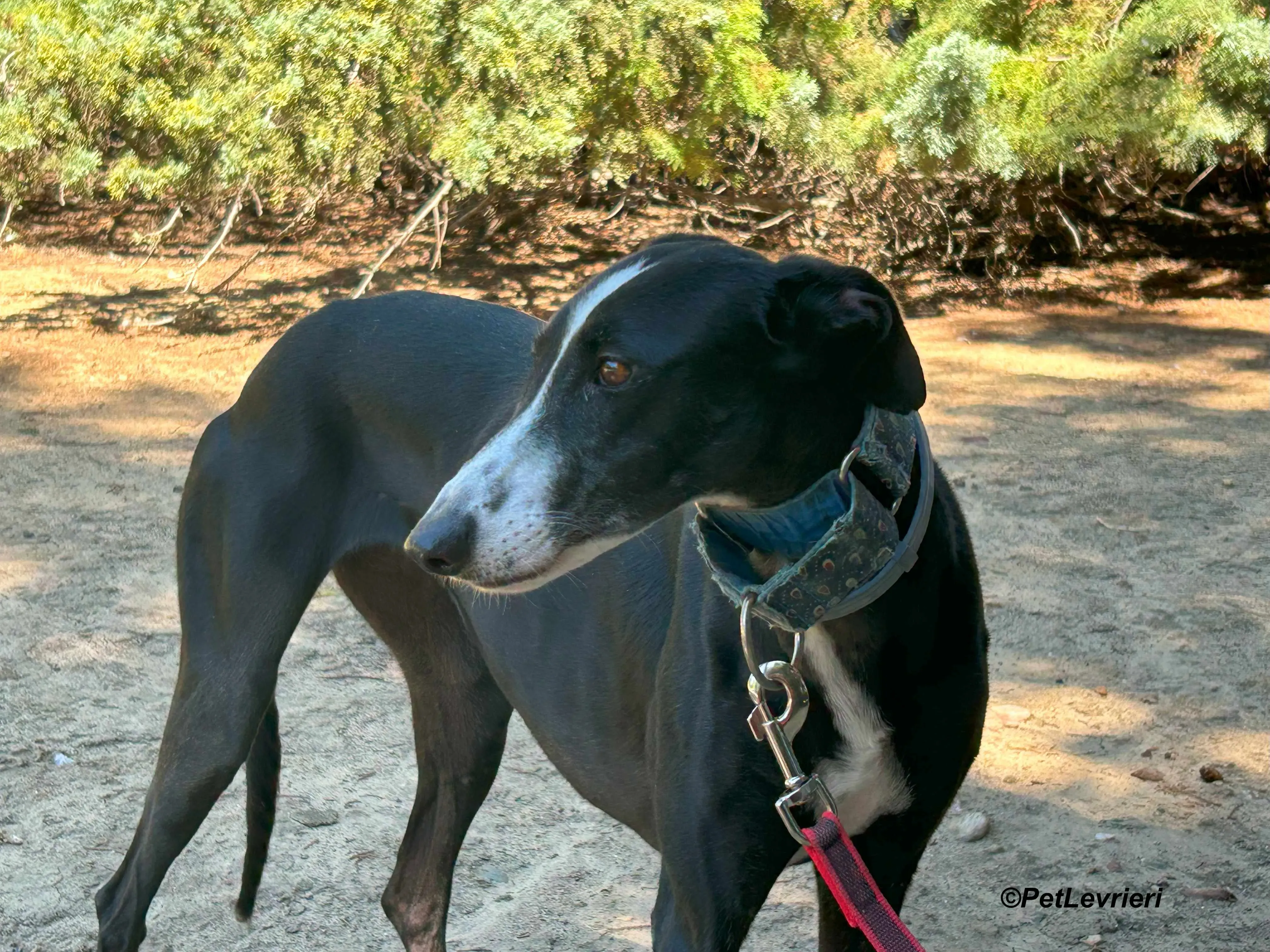 Bamba galgo adozione pet levrieri onlus 5 1