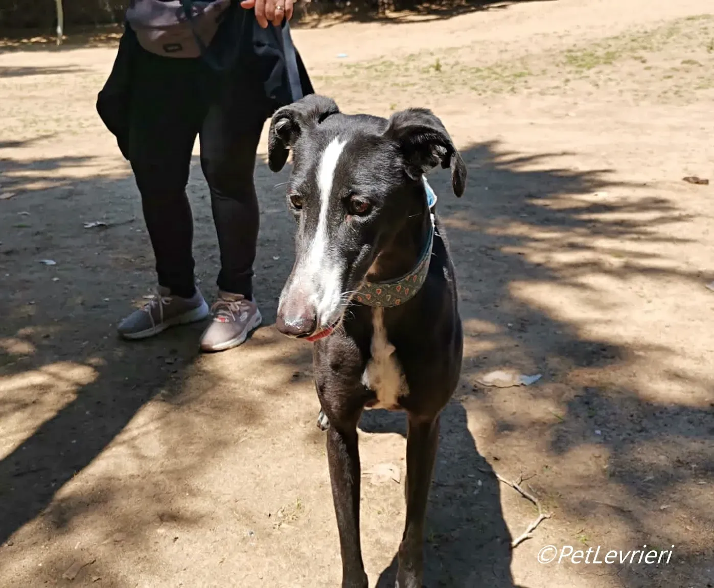 Bamba galgo adozione pet levrieri onlus 6