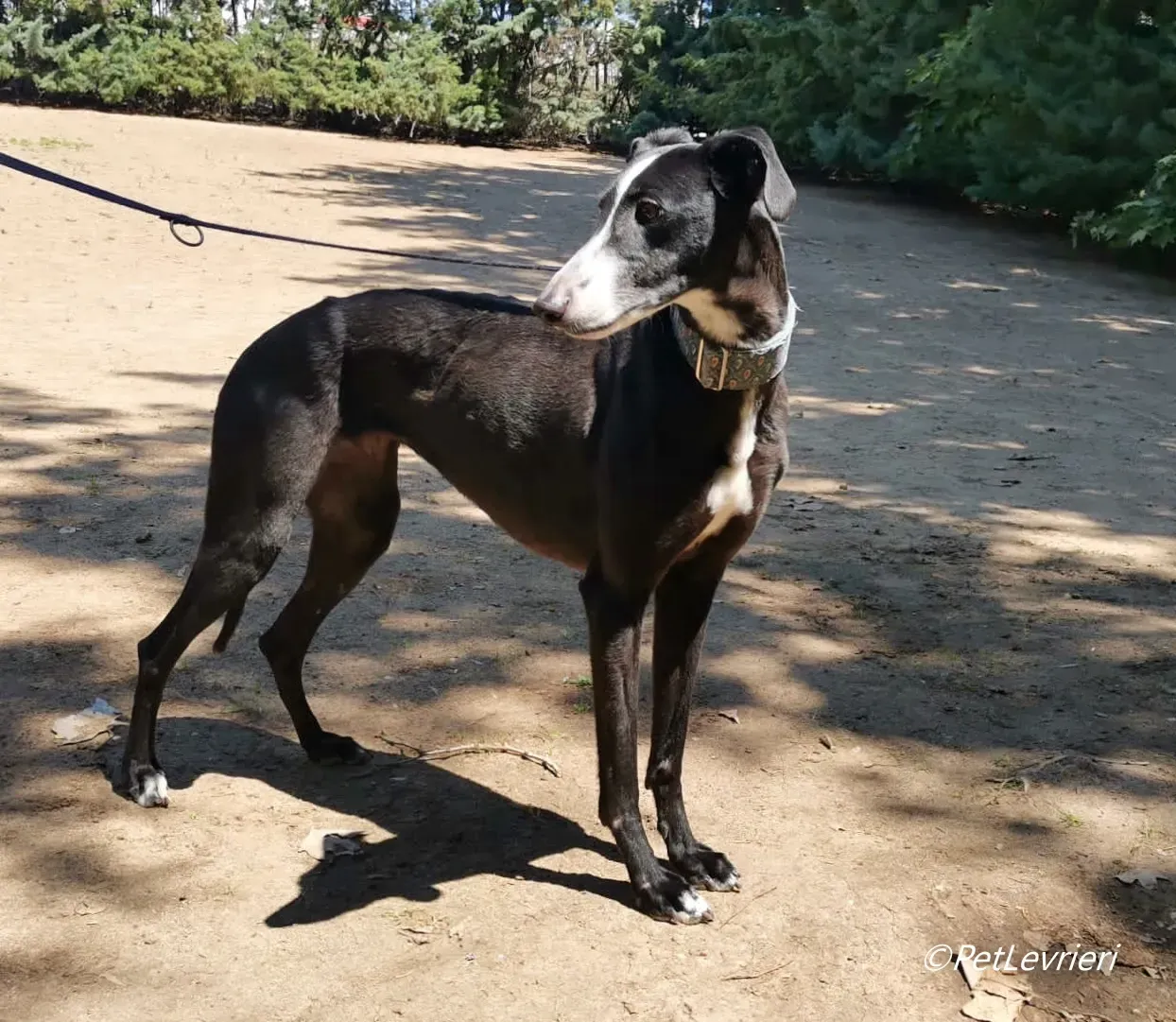 Bamba galgo adozione pet levrieri onlus 7