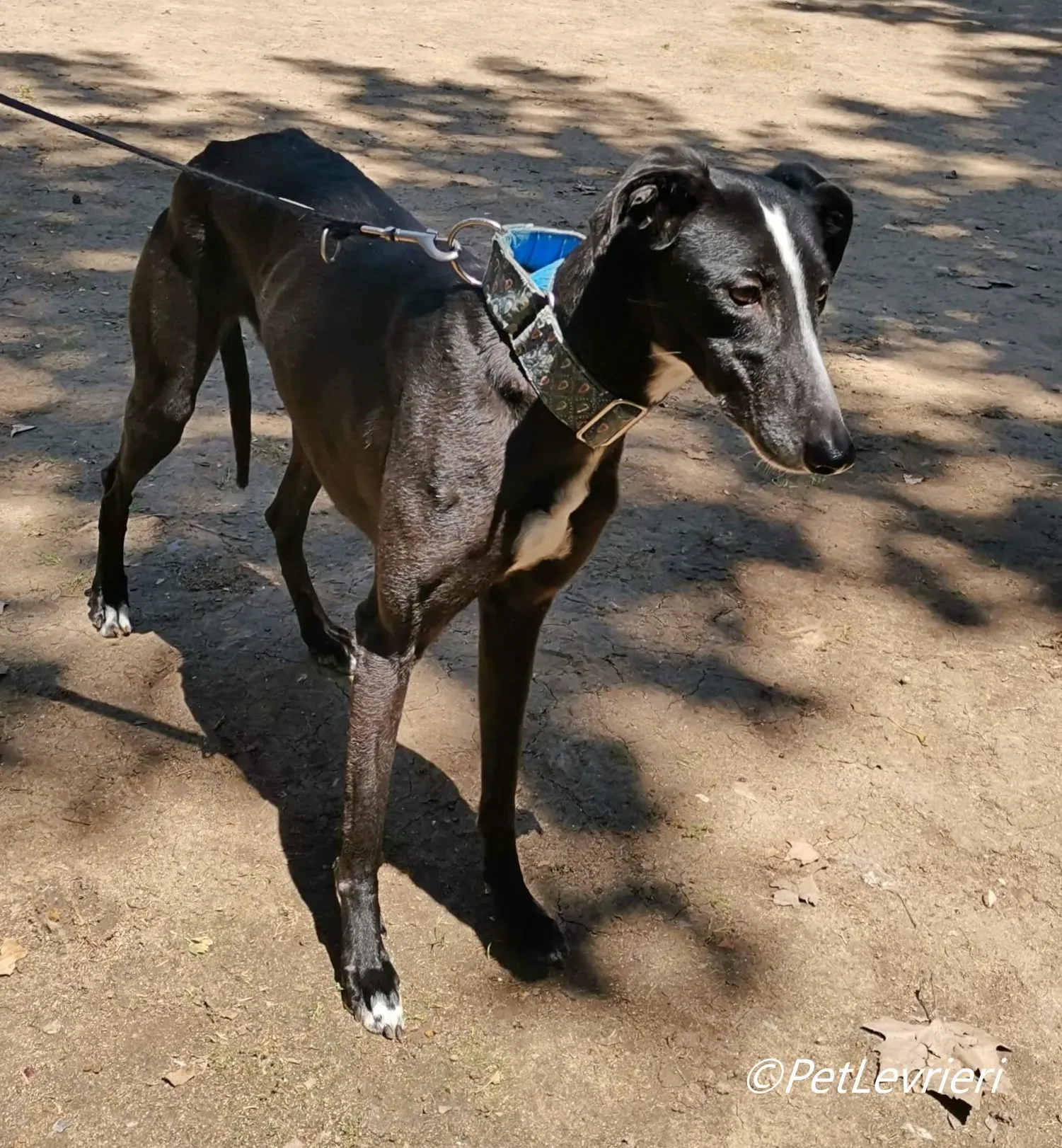 Bamba galgo adozione pet levrieri onlus 8
