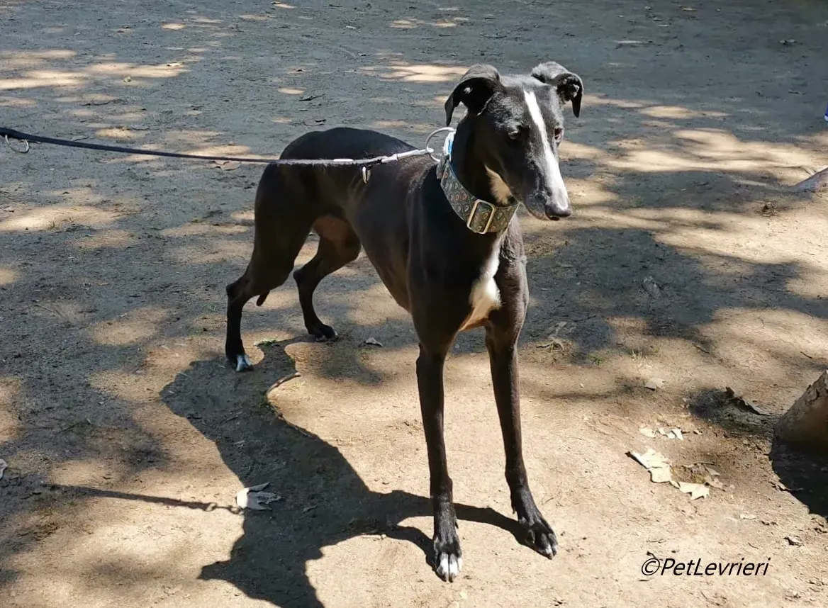 Bamba galgo adozione pet levrieri onlus 9