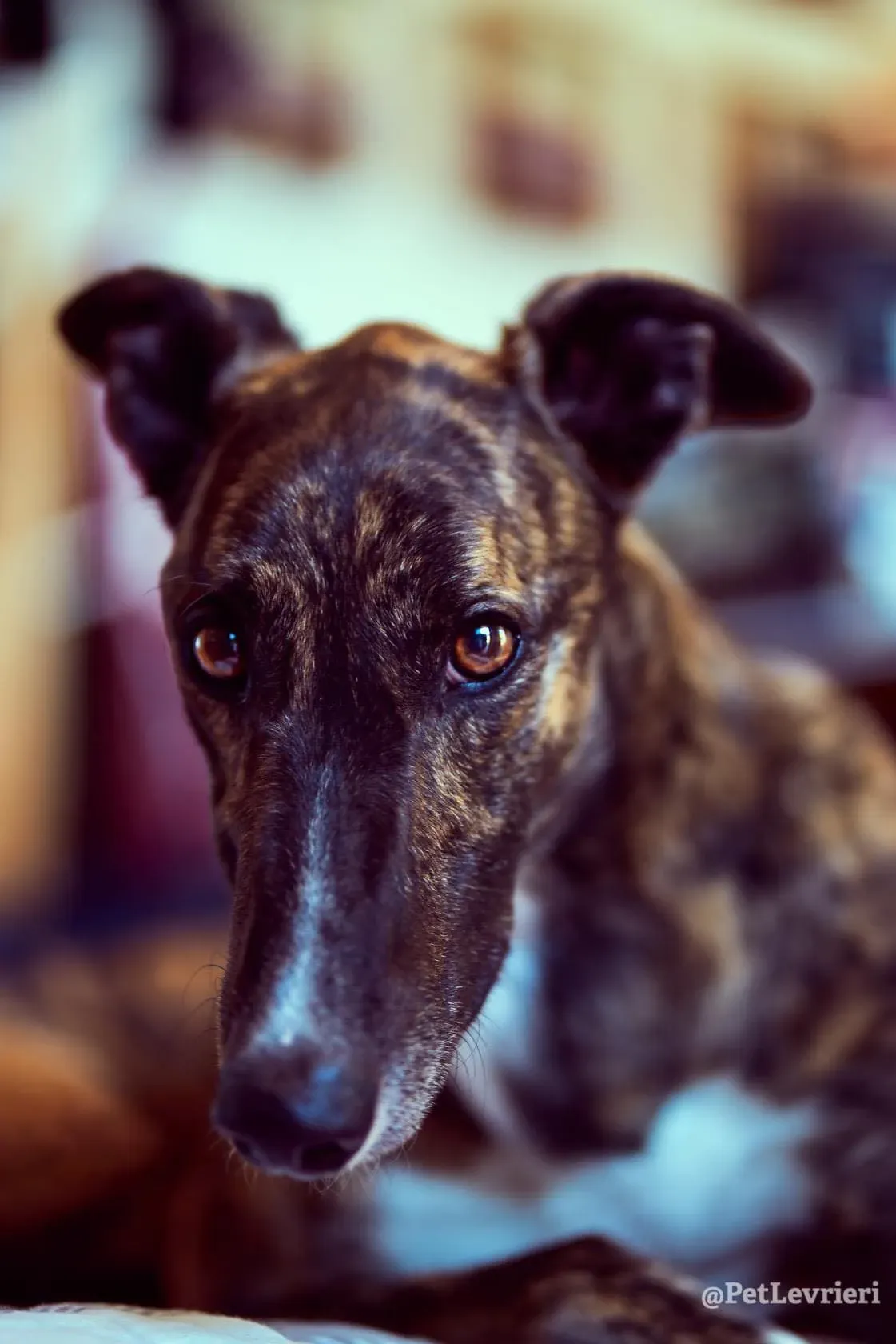 Bambas Greyhound Maschio Adozione Levrieri Foster 1