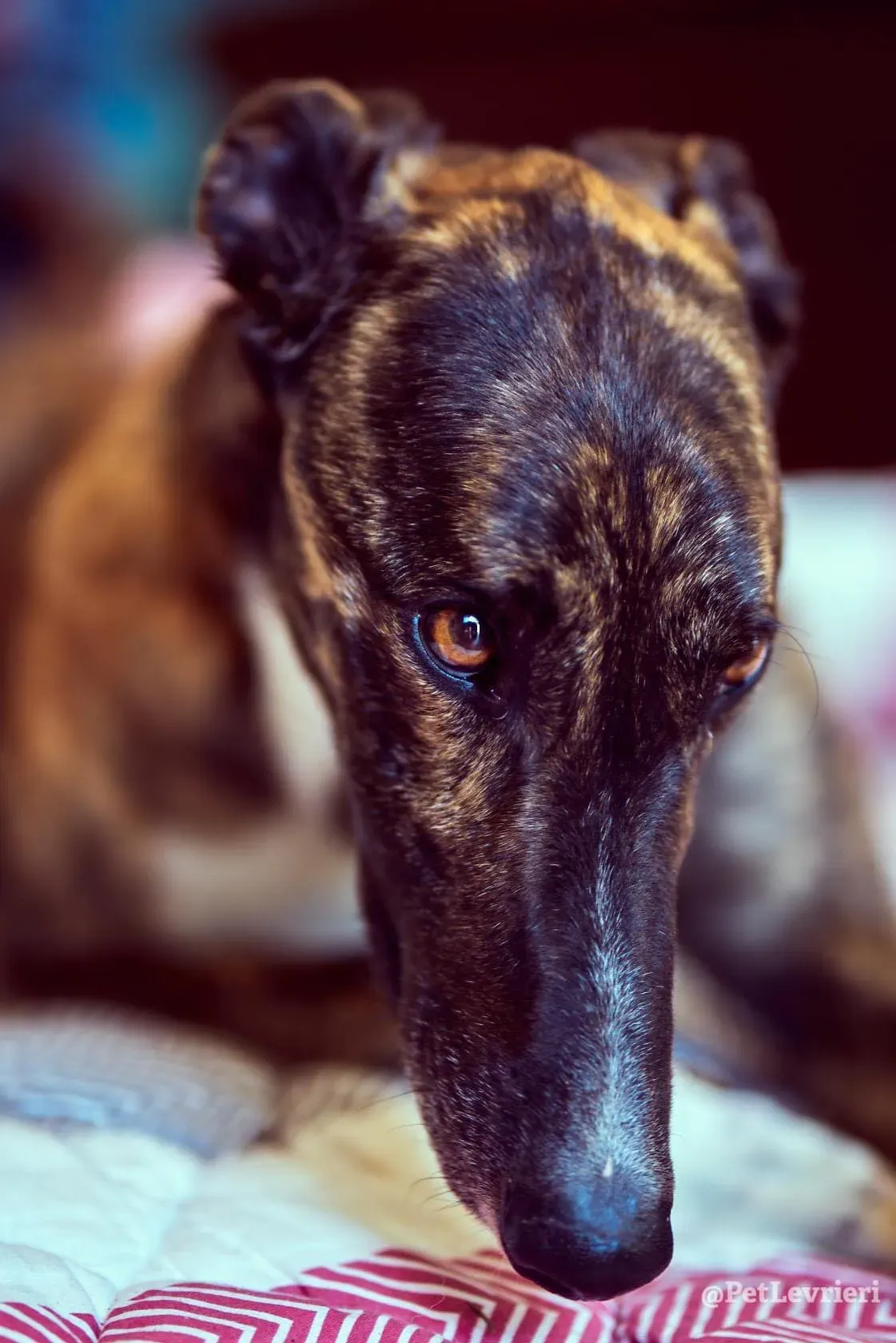 Bambas Greyhound Maschio Adozione Levrieri Foster 2