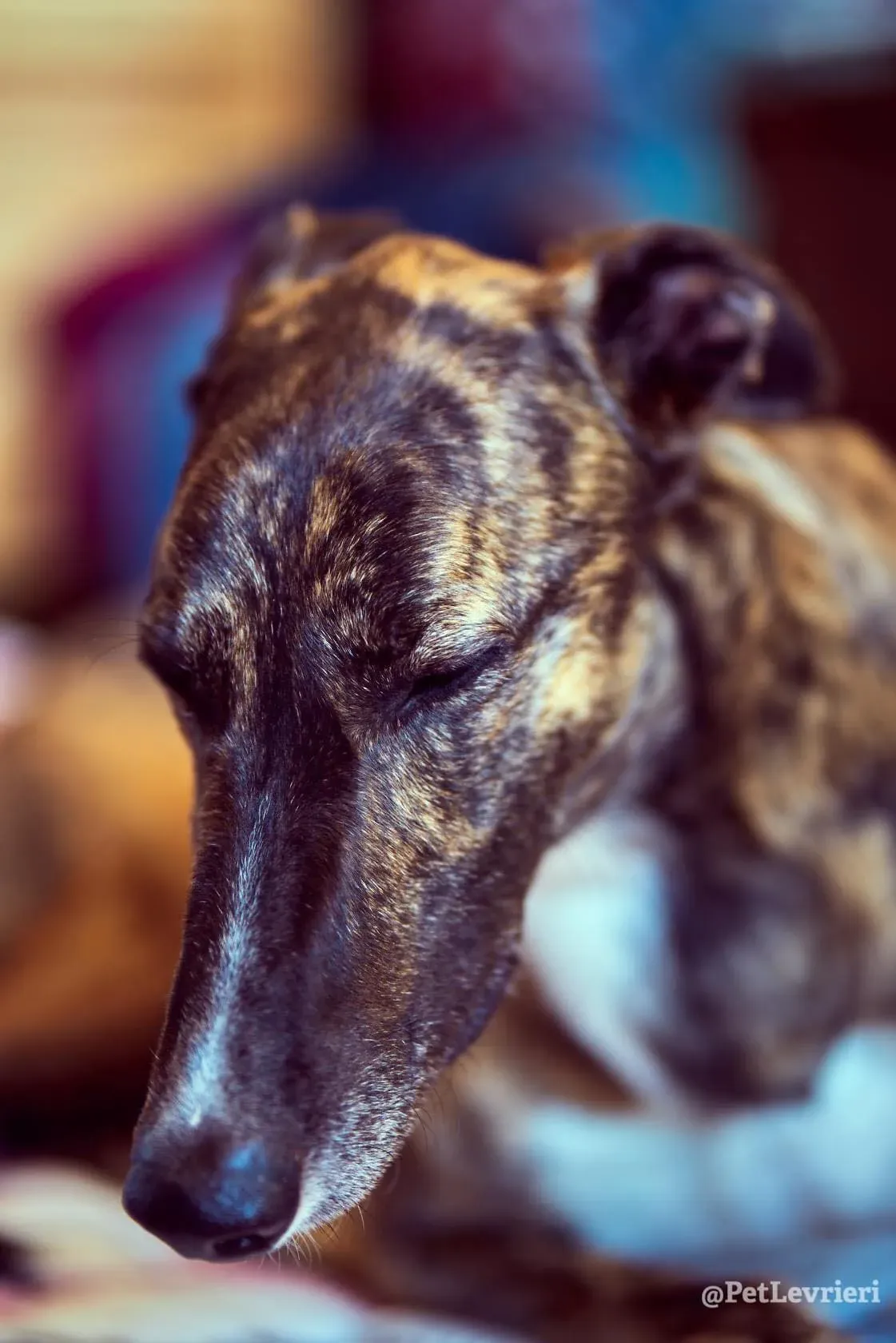 Bambas Greyhound Maschio Adozione Levrieri Foster 3