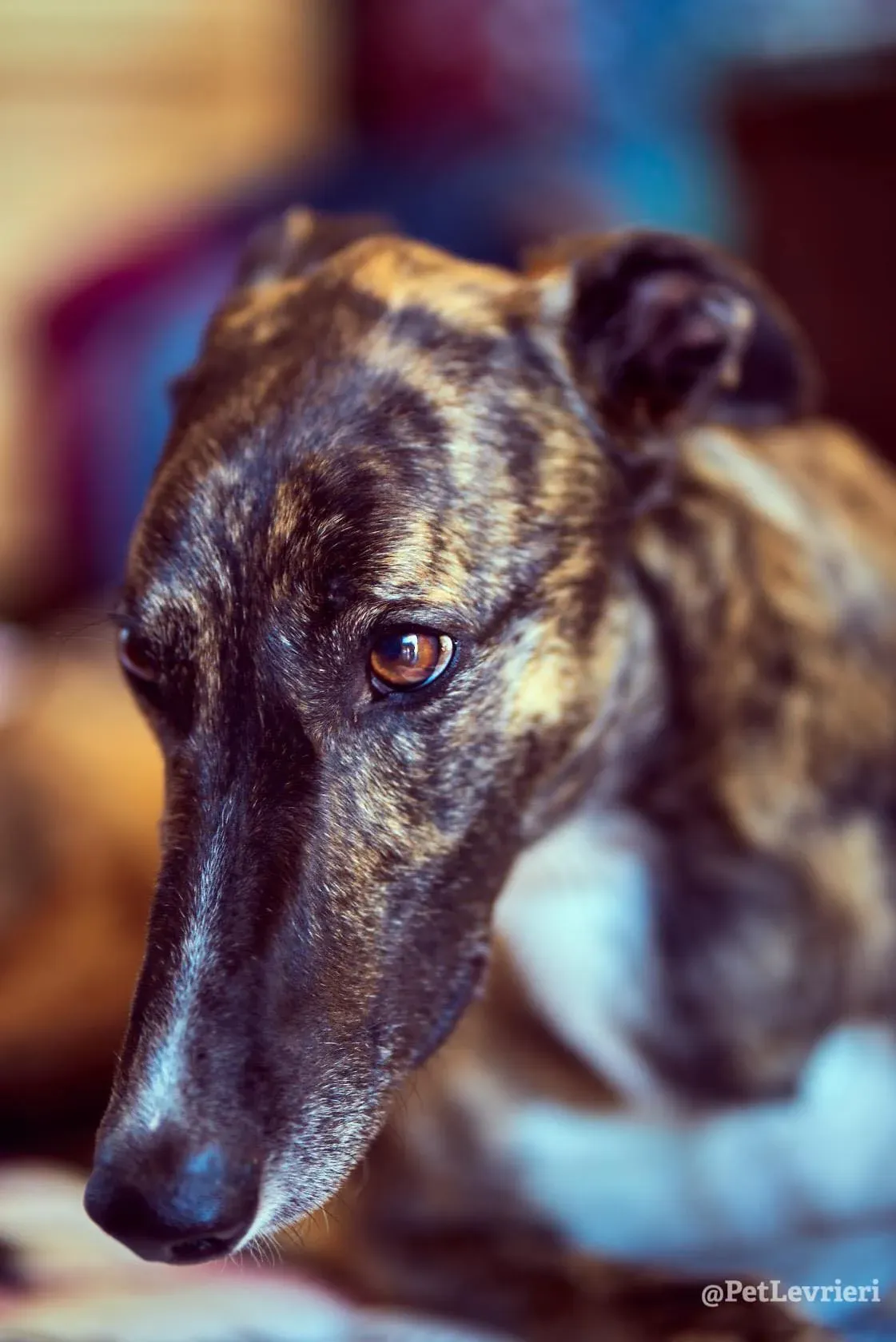 Bambas Greyhound Maschio Adozione Levrieri Foster 4