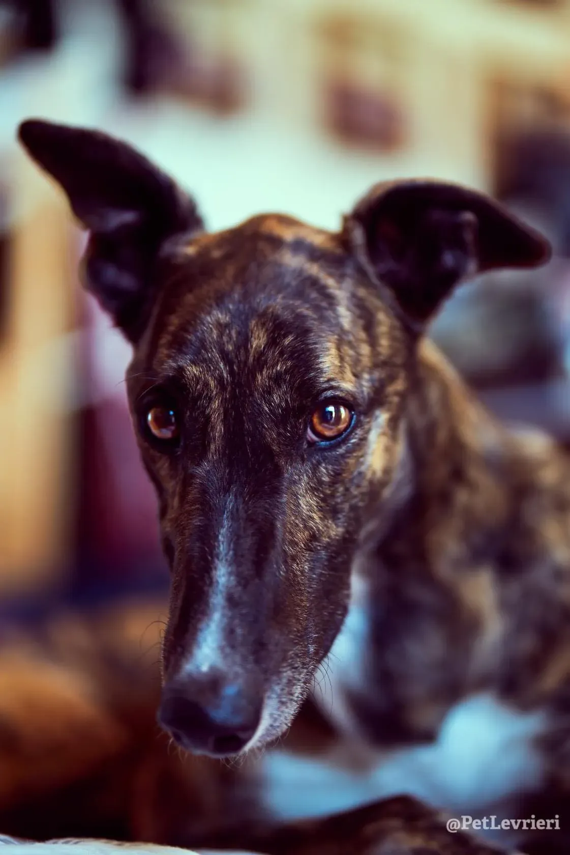 Bambas Greyhound Maschio Adozione Levrieri Foster 5