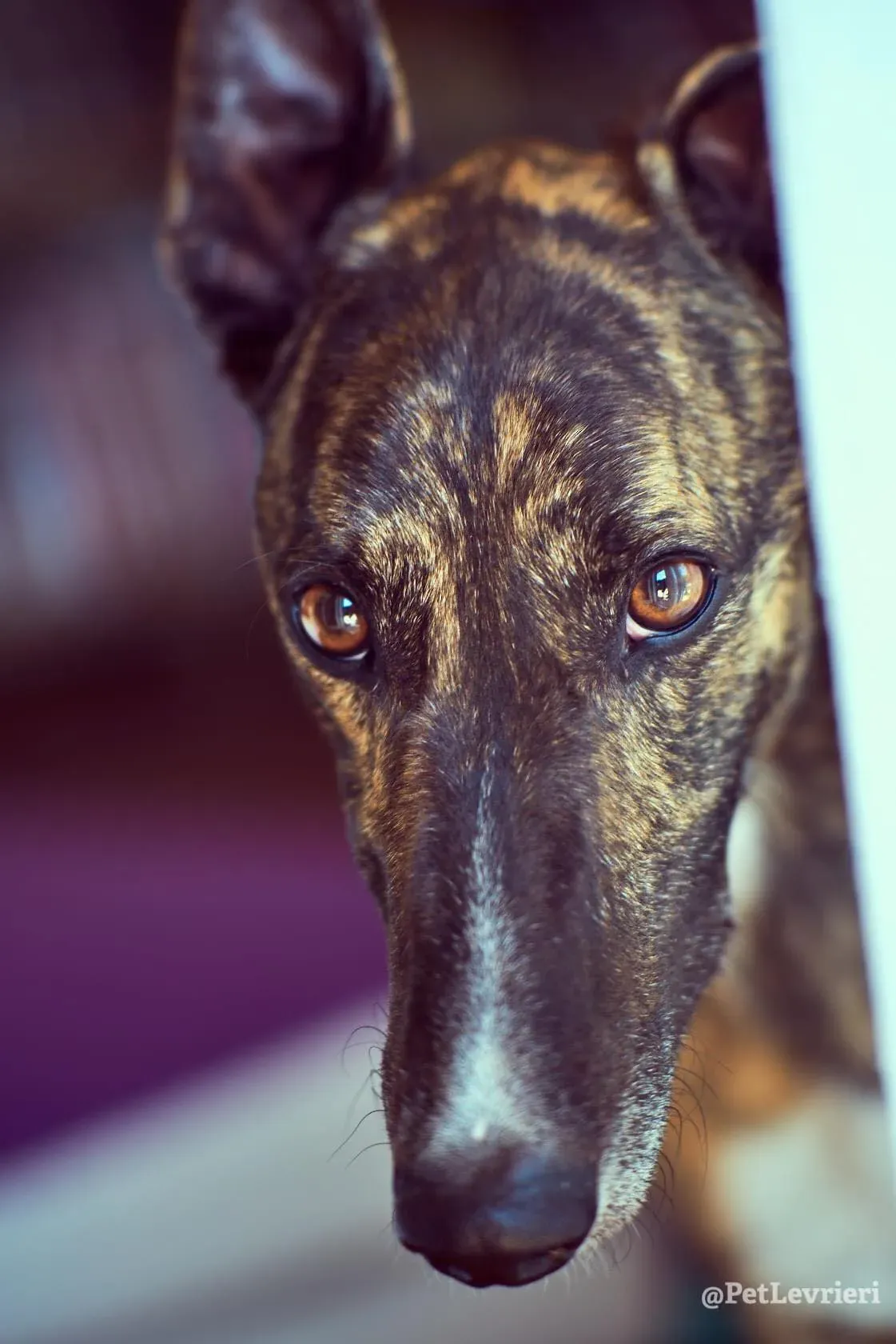 Bambas Greyhound Maschio Adozione Levrieri Foster 6