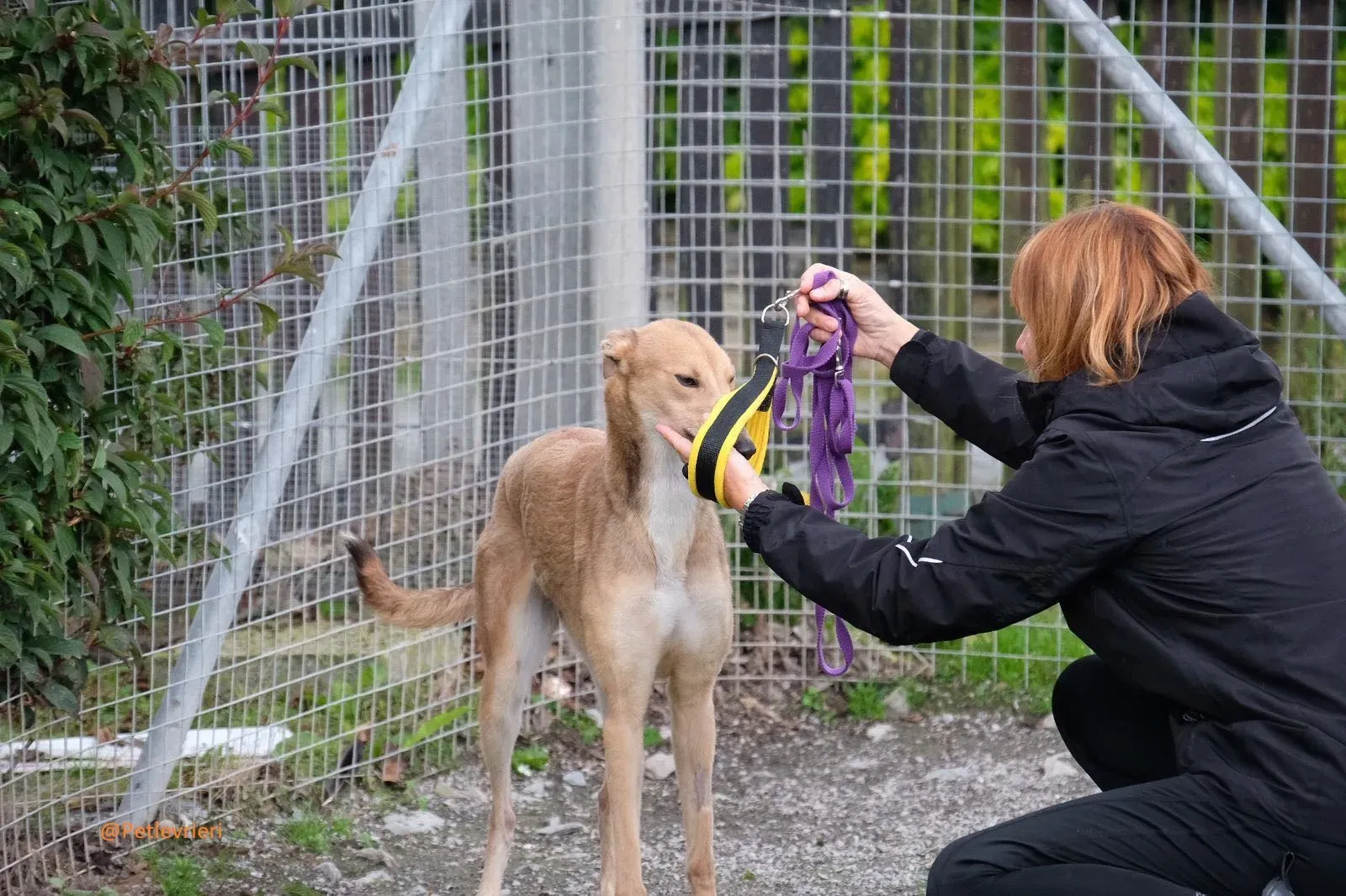 Bambi Greyhound Adozione Levrieri 1