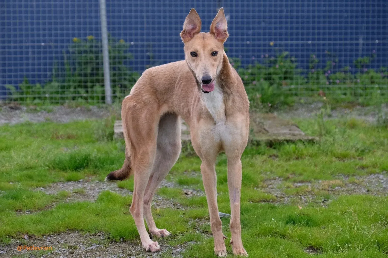 Bambi Greyhound Adozione Levrieri 2