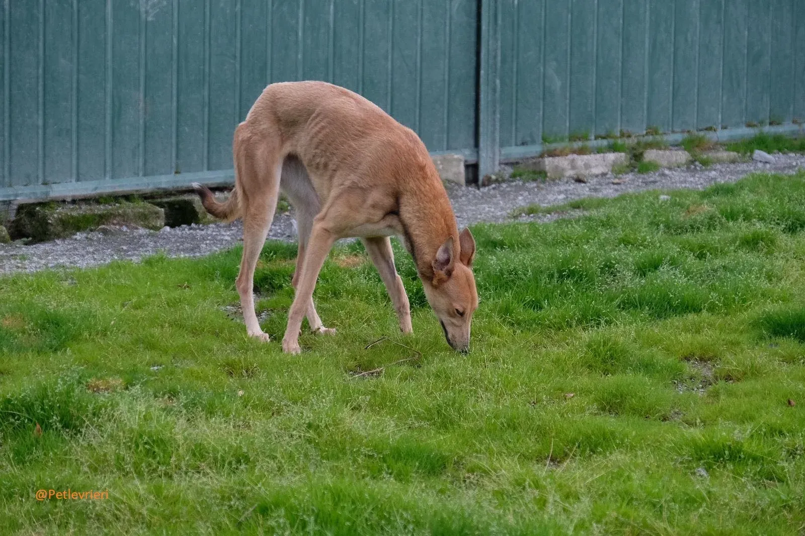 Bambi Greyhound Adozione Levrieri 3